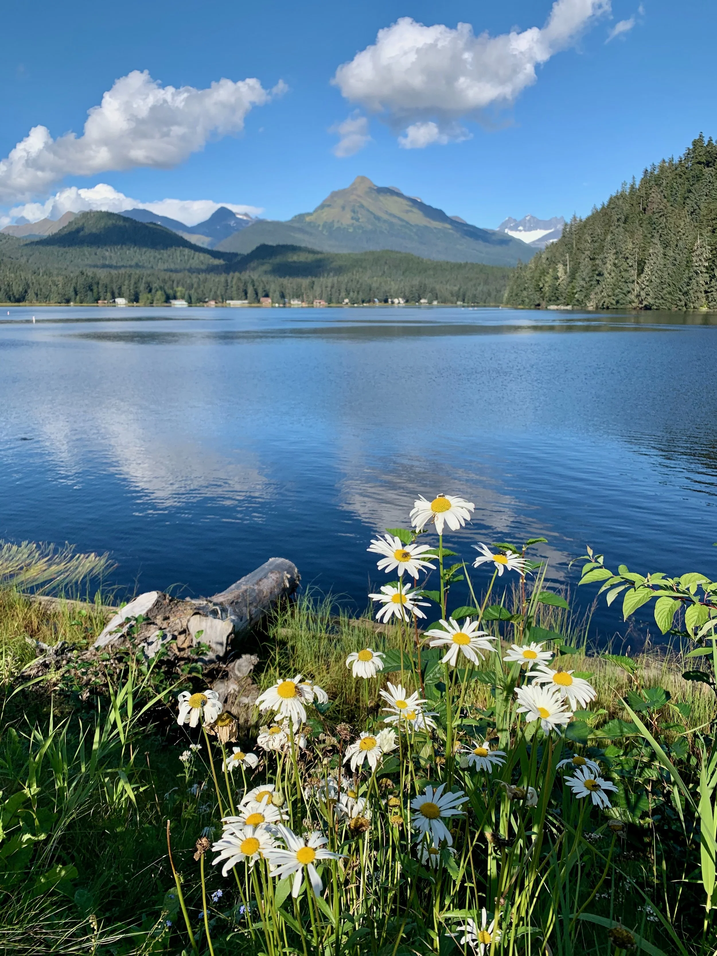 A peaceful lake surrounded by green trees with mountains in the background under a blue sky with clouds, and white daisies with yellow centers in the foreground.