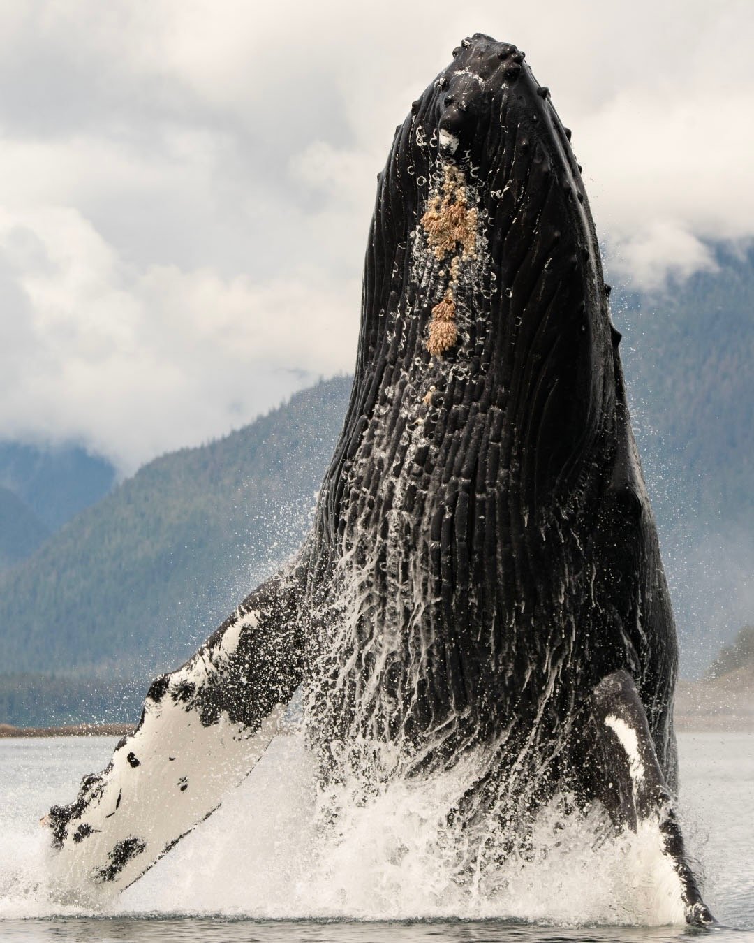 A close-up of a humpback whale breaching out of the water with mountains and cloudy sky in the background.