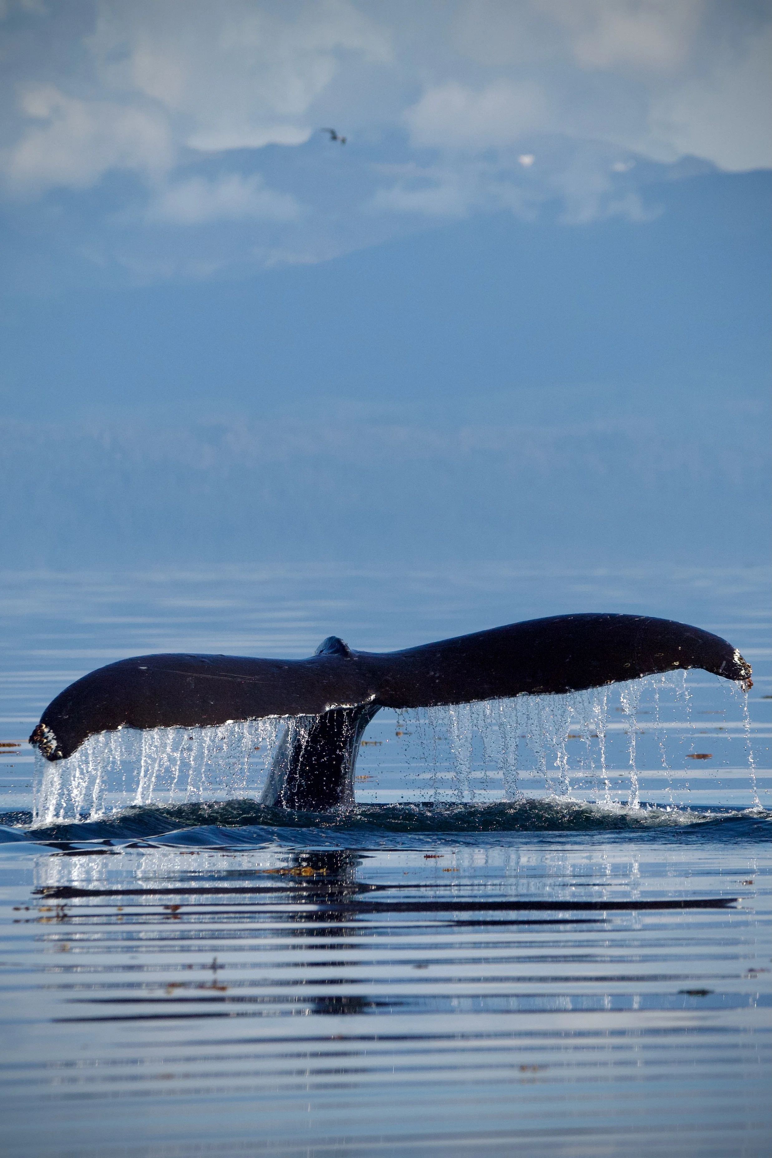 A whale's tail emerging from calm ocean water, with water dripping from it, and a seagull flying in the cloudy sky above.