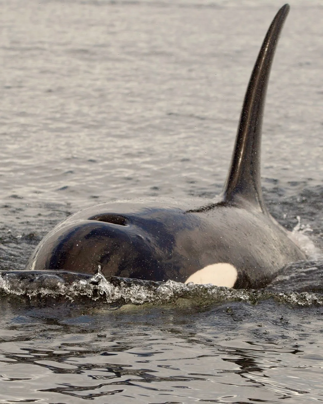 A close-up of an orca whale swimming in the ocean, with part of its back and dorsal fin visible above the water.