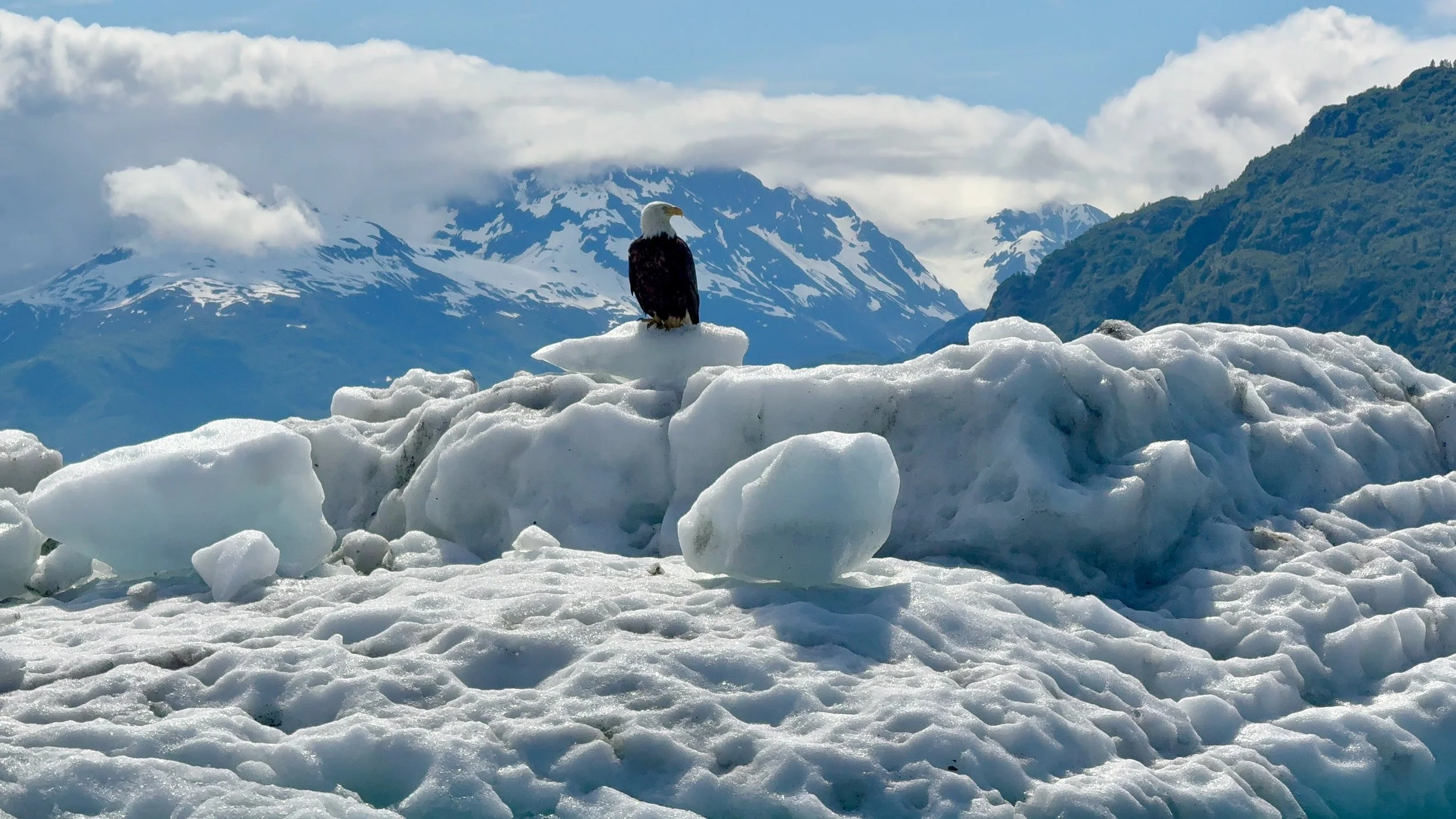 An bald eagle standing on a piece of ice surrounded by snow and ice, with snow-capped mountains and cloudy sky in the background.