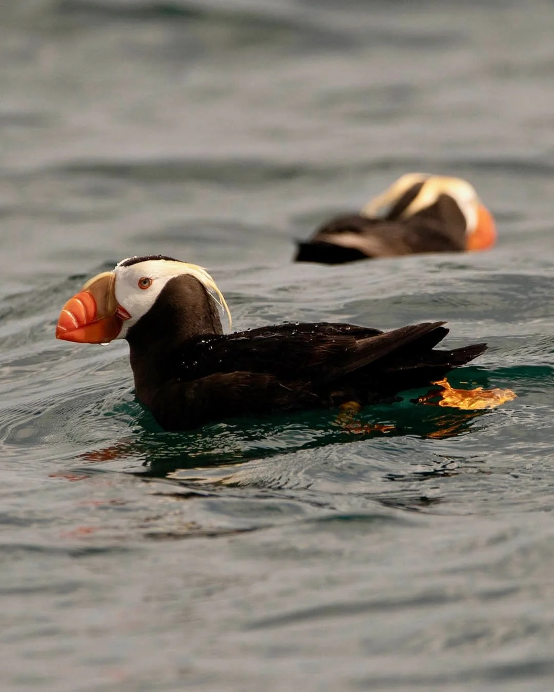 Two puffin birds floating on water with distinct colorful beaks and black and white feathers, in a natural setting.