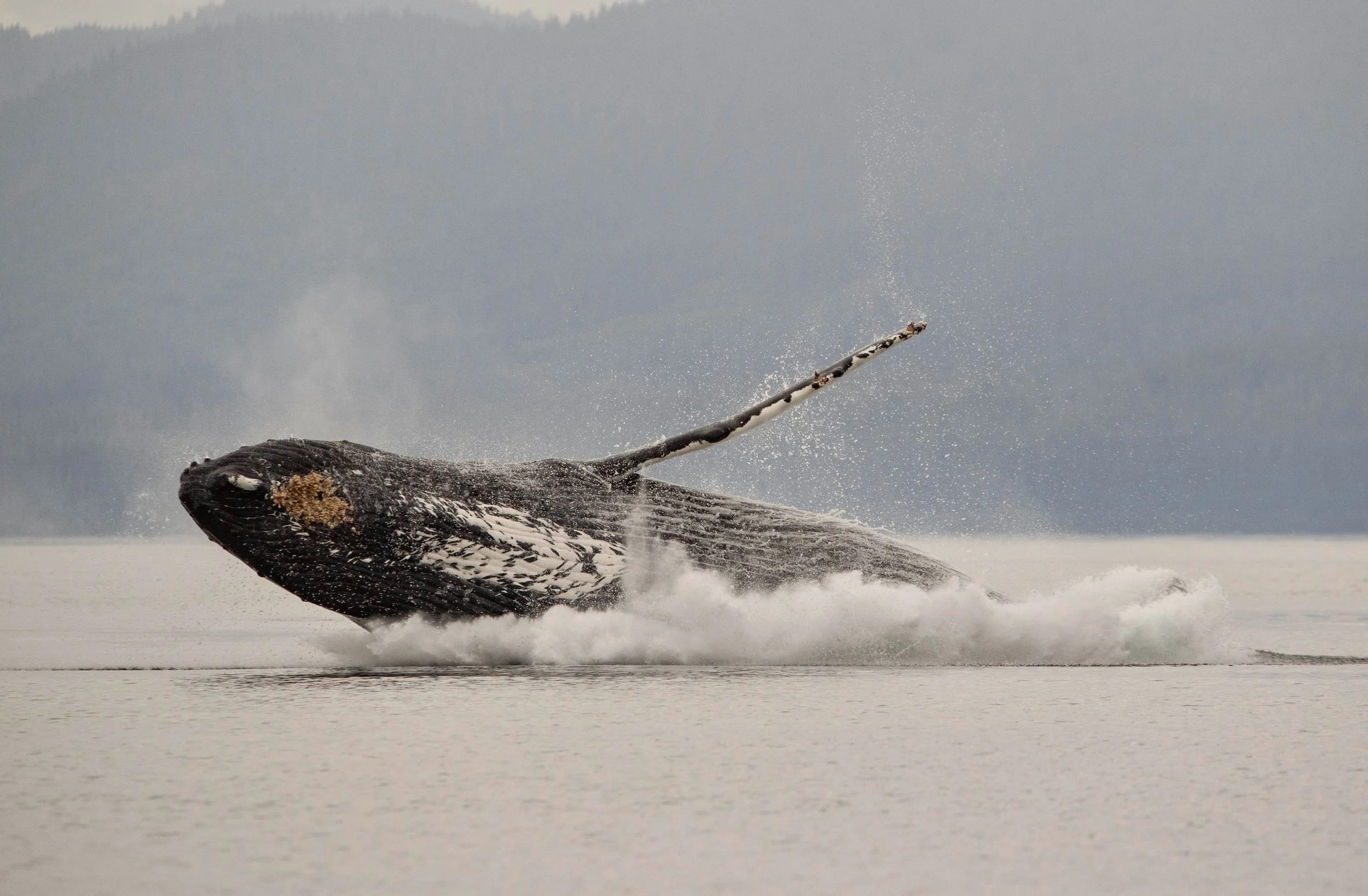 A humpback whale breaches the surface of the ocean, with a large portion of its body visible and water splashing around it.