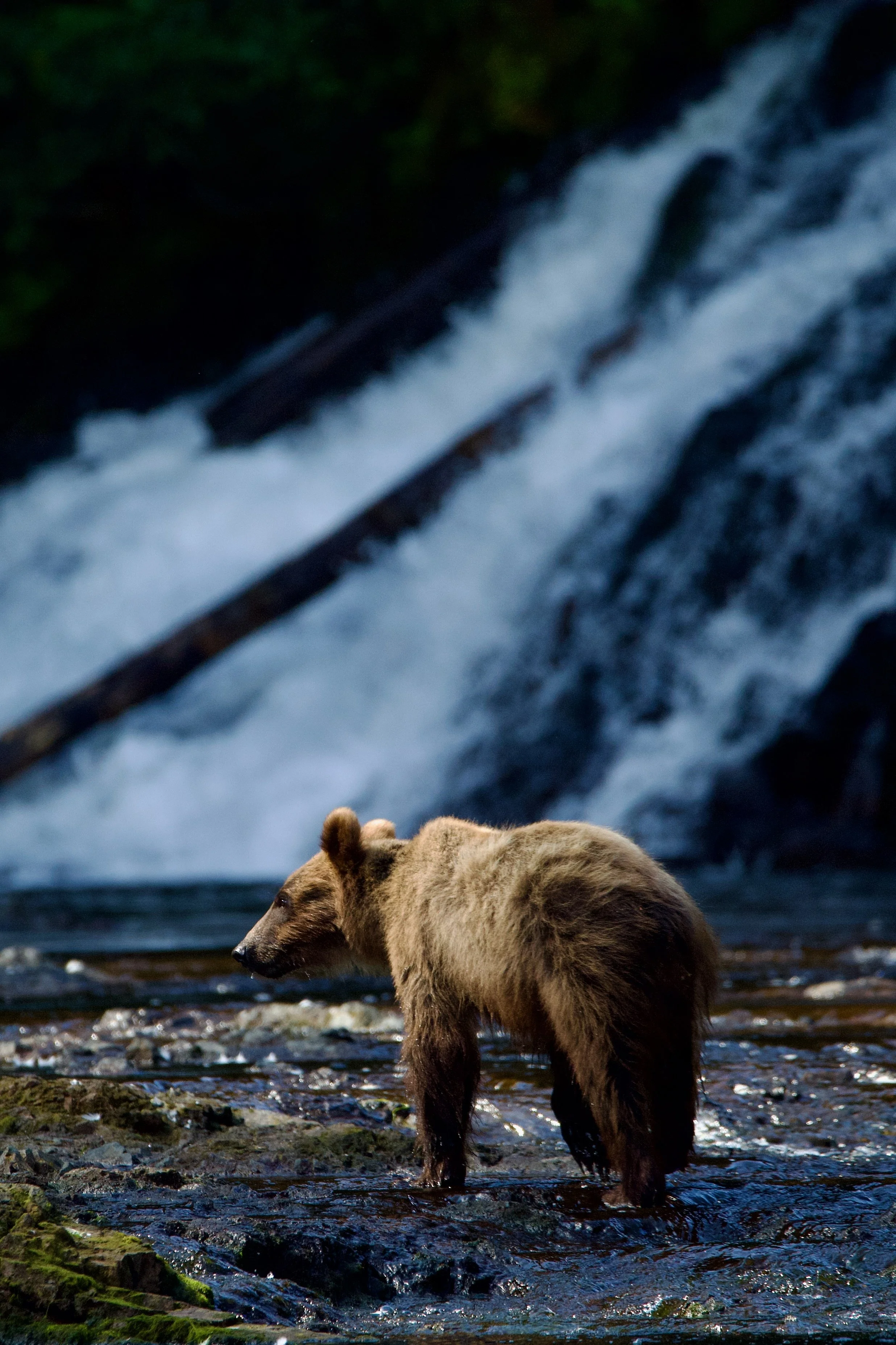 A bear walking in a shallow stream with a waterfall in the background.