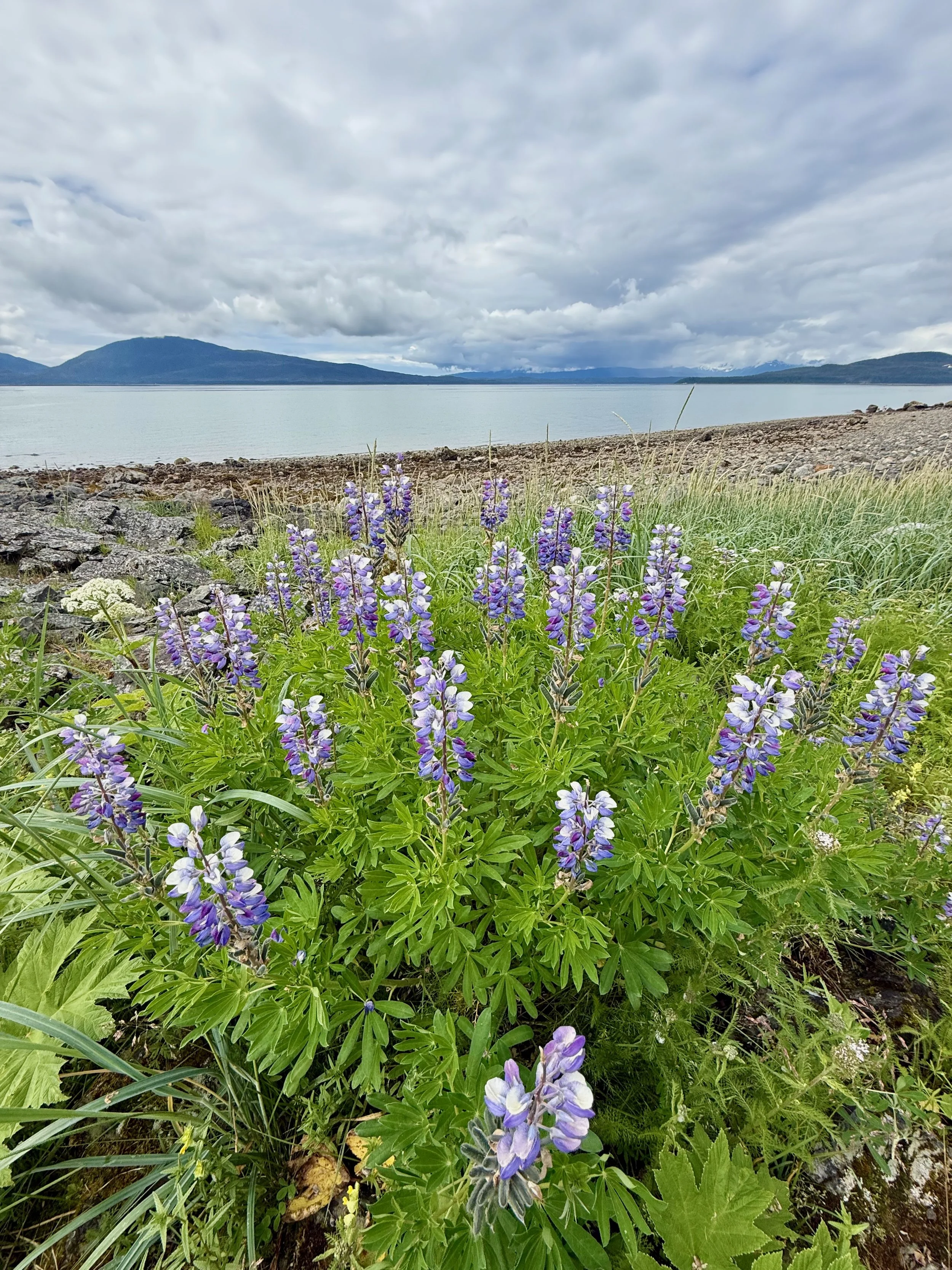 Purple wildflowers and green plants along a rocky shoreline with a lake and mountains in the background under a cloudy sky.