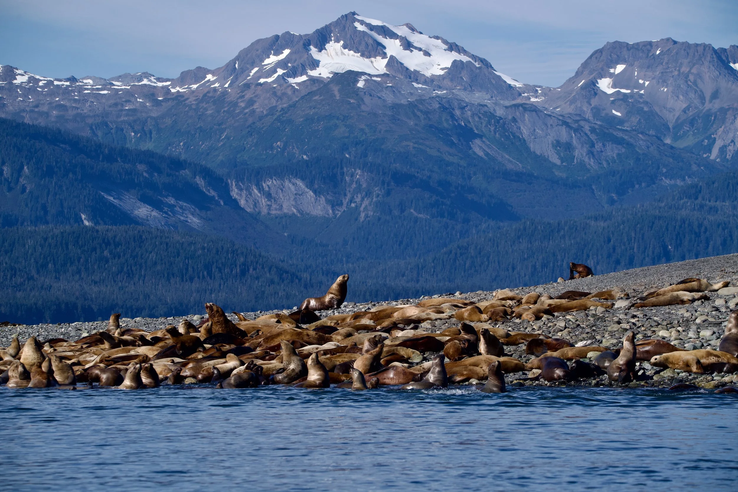 Sea lions resting on a rocky shore with snow-capped mountains in the background.