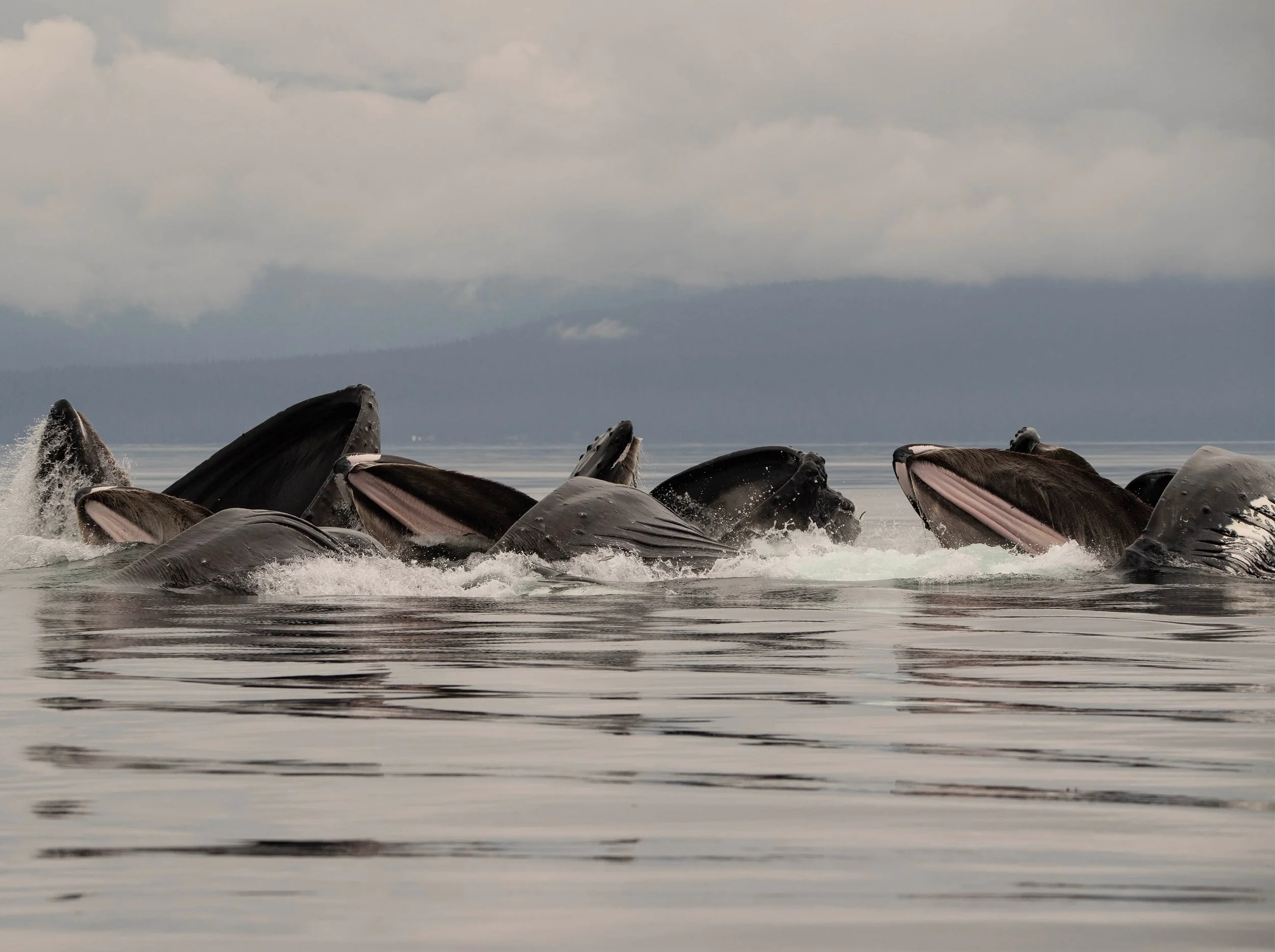 Humpback whales surfacing and breaching in the ocean against a cloudy sky.