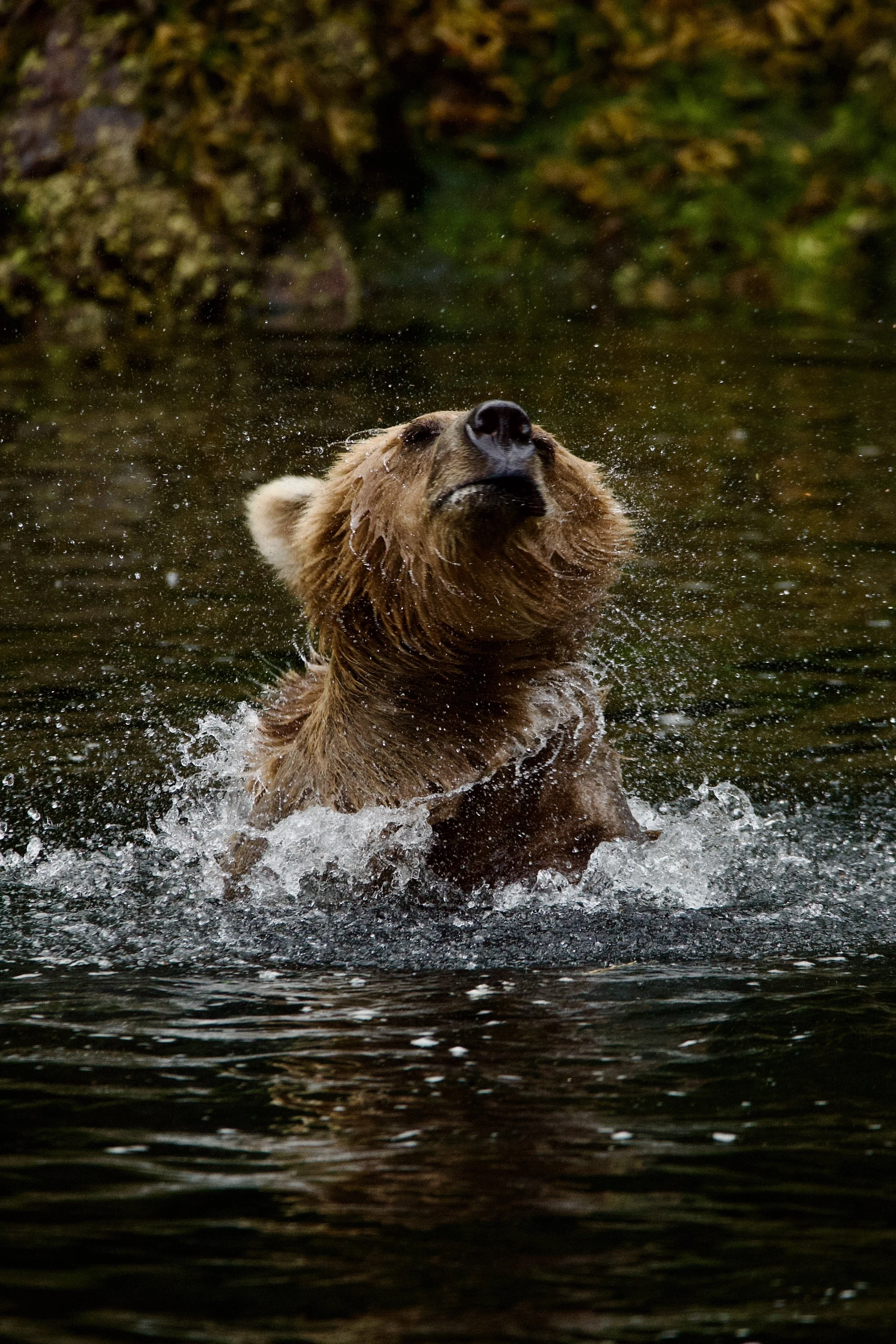 A brown bear swimming in a body of water with a rocky and leafy background.