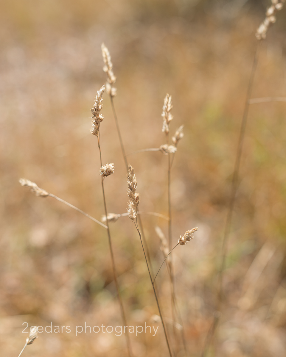 Golden grasses at Fort Steilacoom near Tacoma