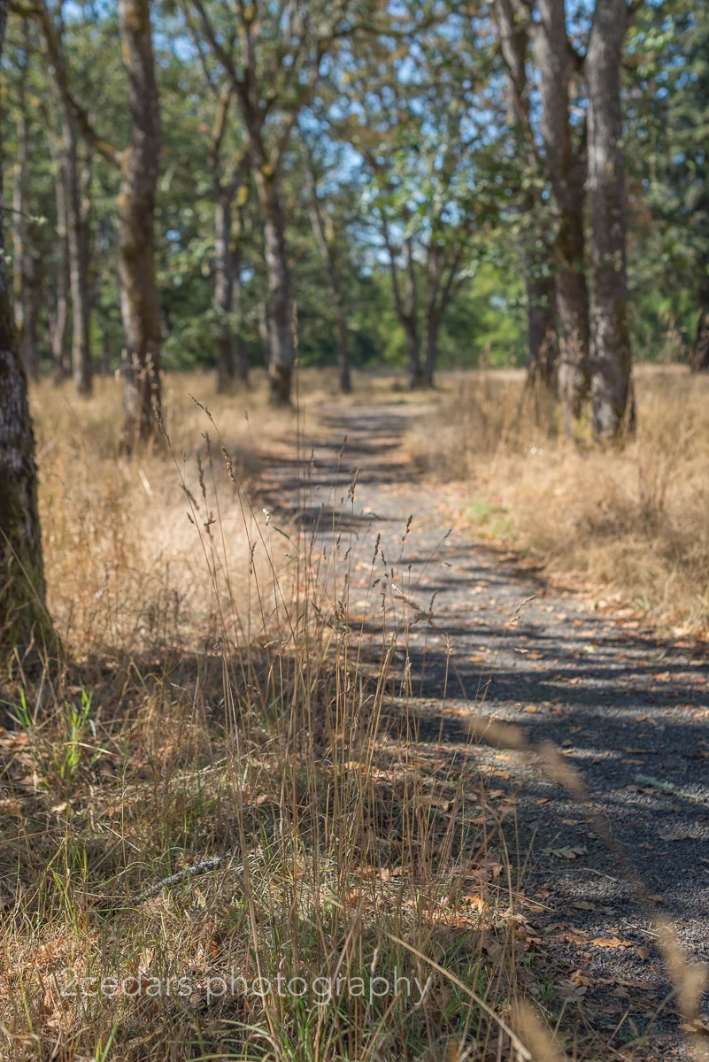 Fort Steilacoom trees and path in University Place, WA 2 Cedars Photography - Seattle/Tacoma Photographers