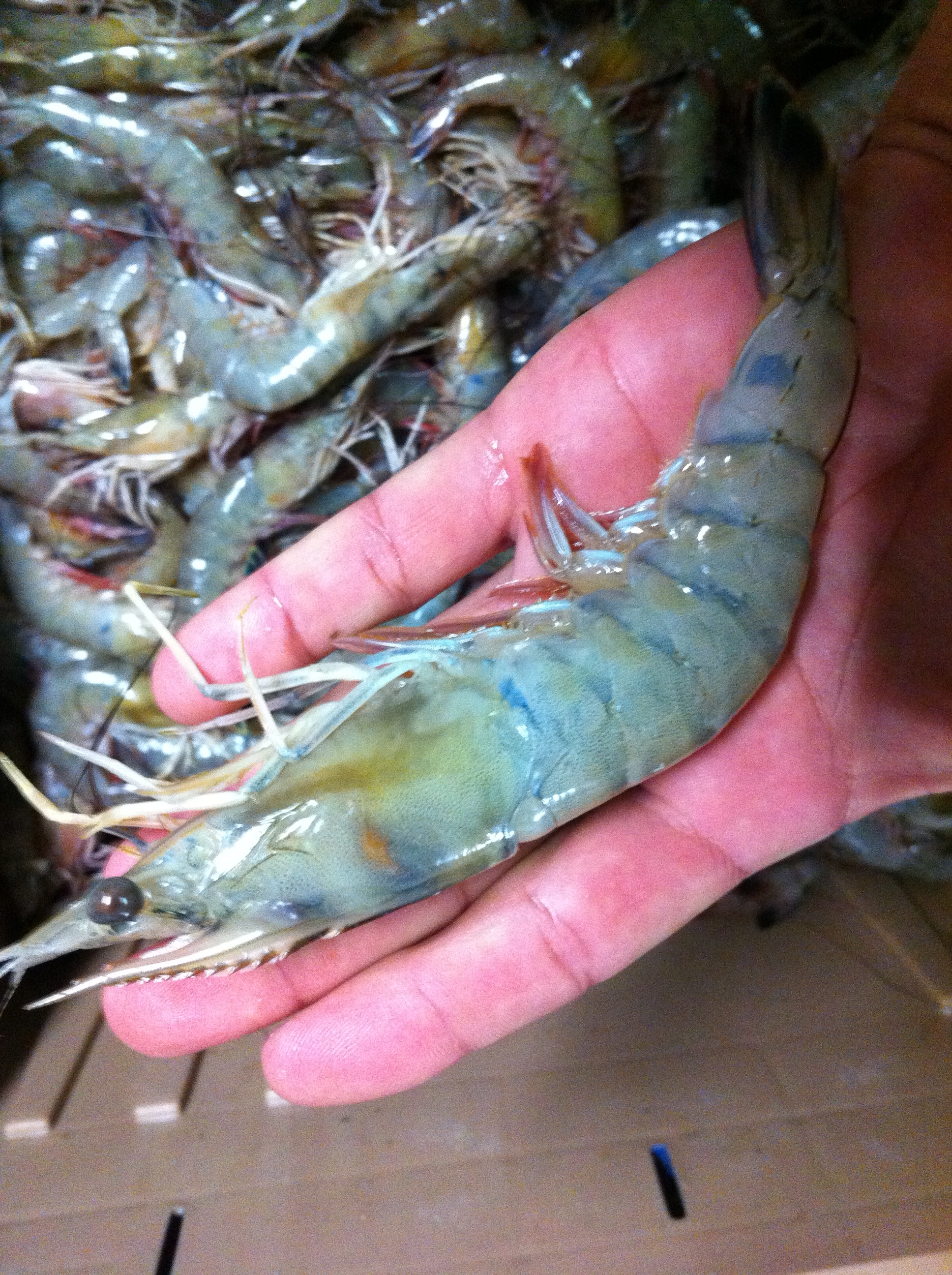shrimp.jpg