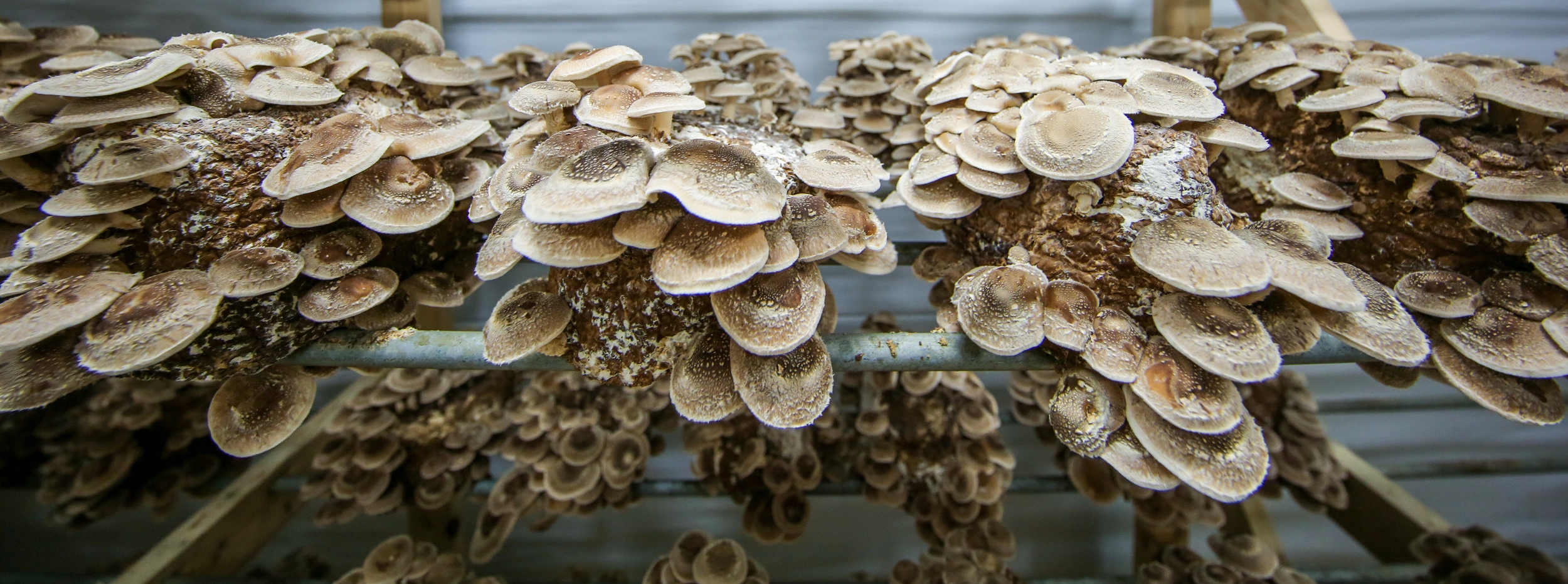 ABOVE: Some of the shiitake that fruit on racks here will be destined for gourmet dishes in upscale Atlanta restaurants.