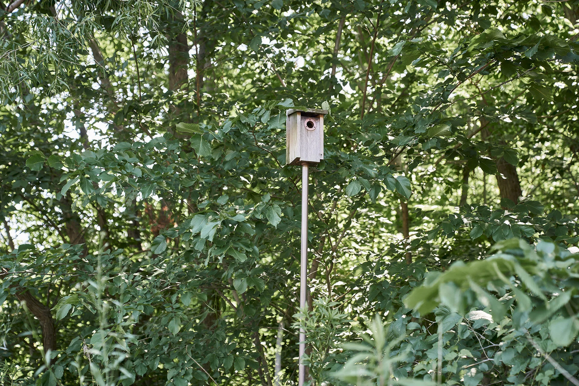 A birdhouse installed along the trail years ago still offers shelter all year.