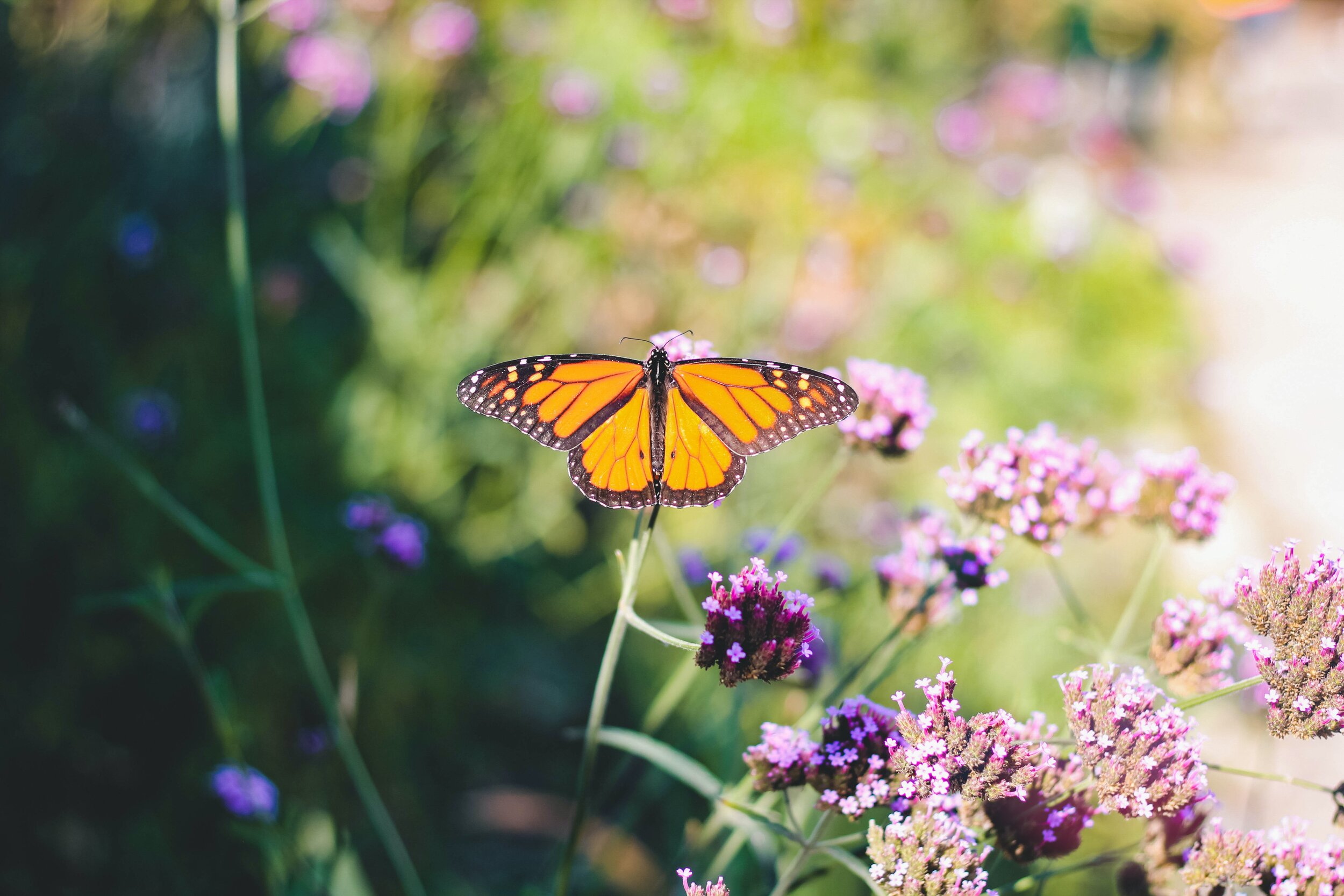 Monarch butterfly sunning itself