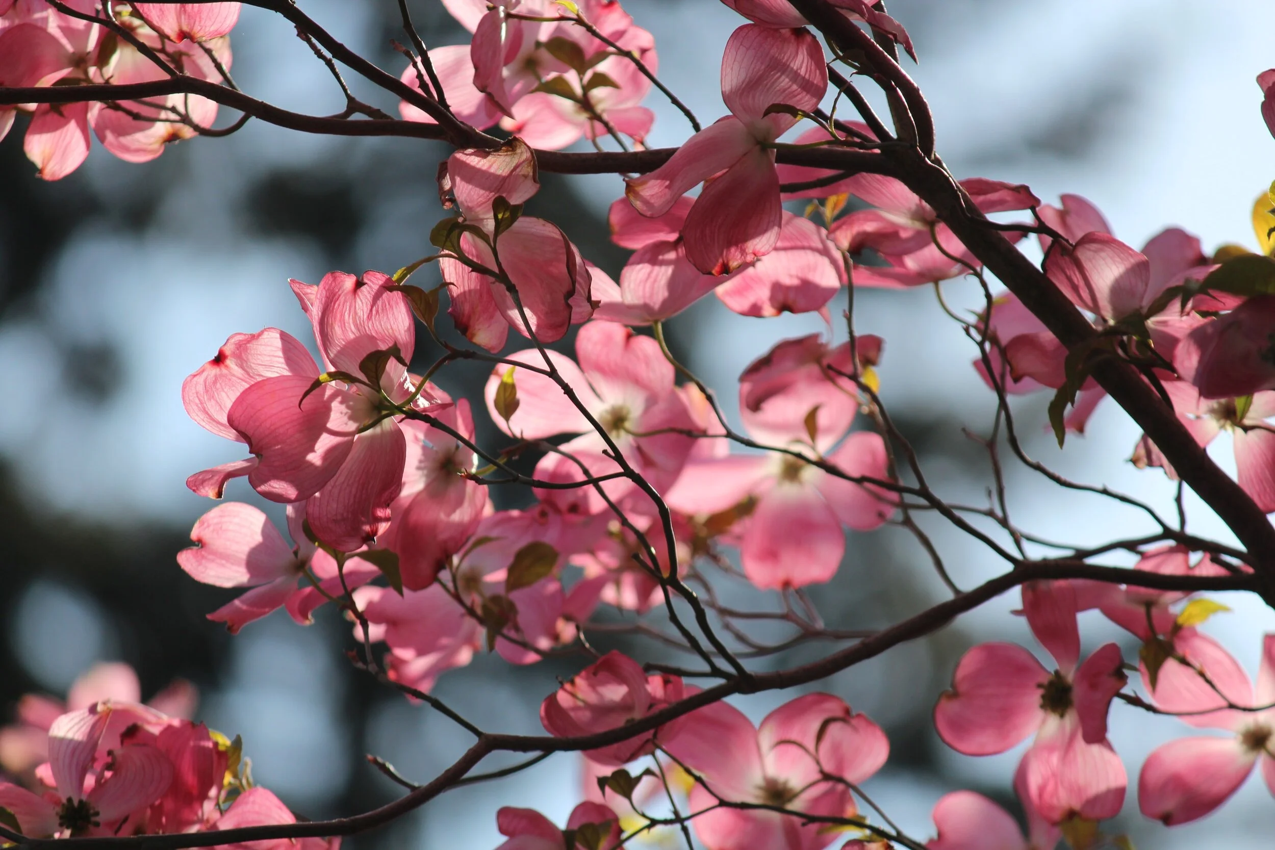 Flowering Dogwood tree