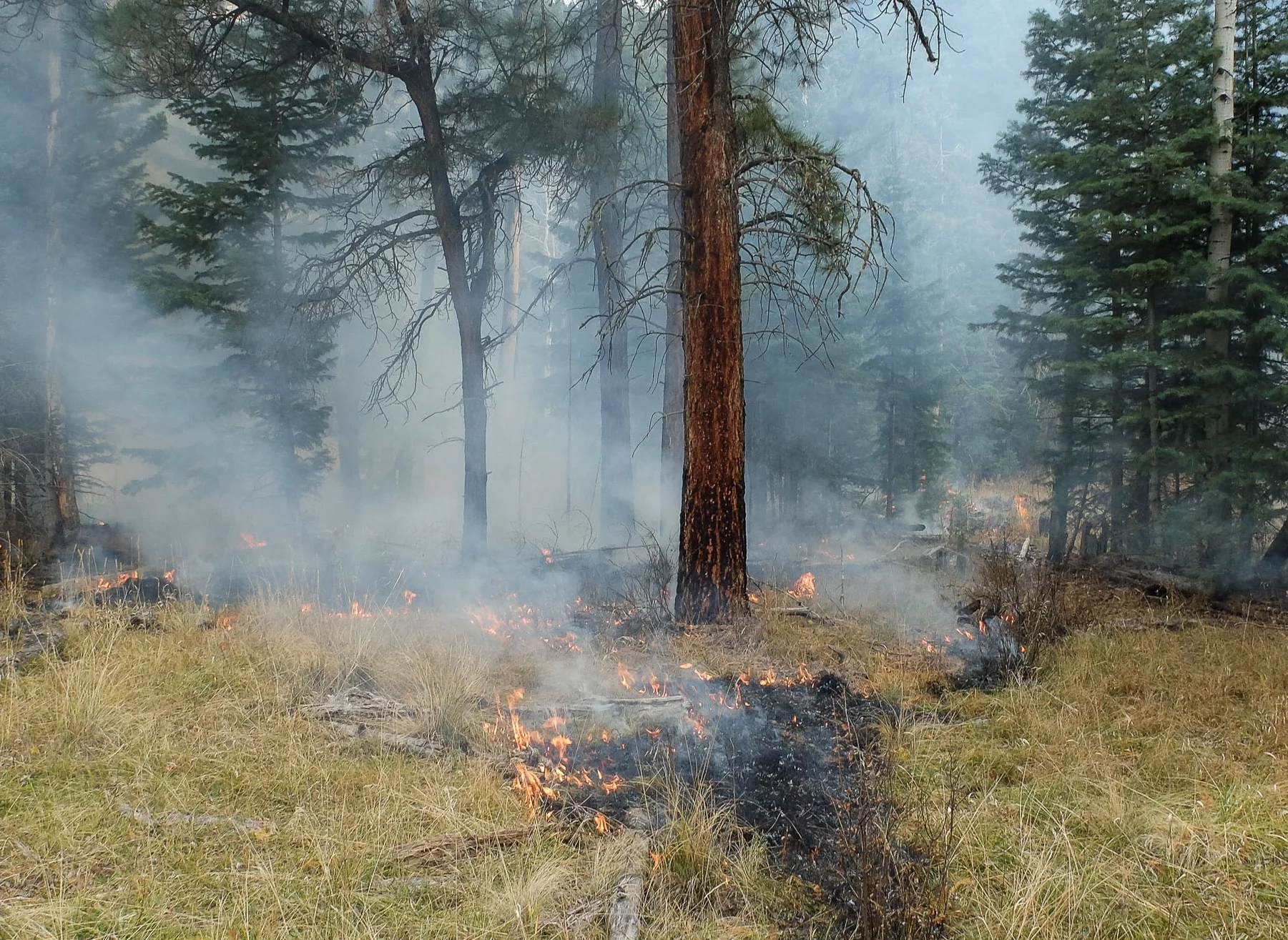 Hyde Memorial State Park Mitigates Fire Risk with Tuesday’s Burn