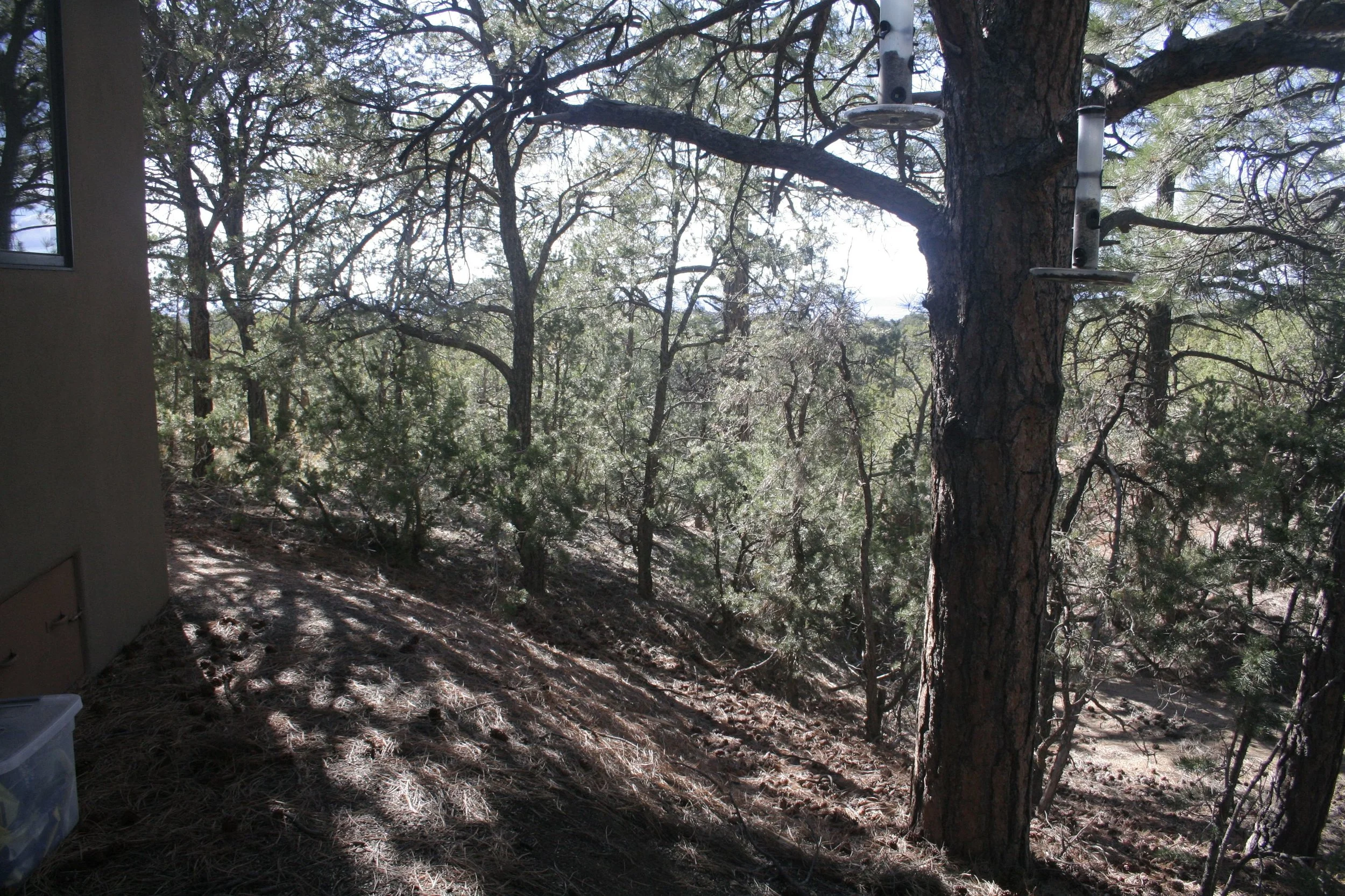Before treatment: ladder fuels provide a wildfire risk to the nearby home.