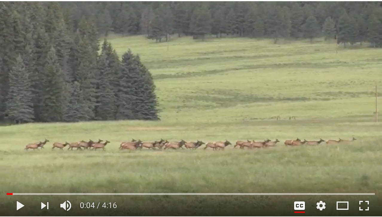 NMSU professor leads wildlife research effort in the Jemez Mountains