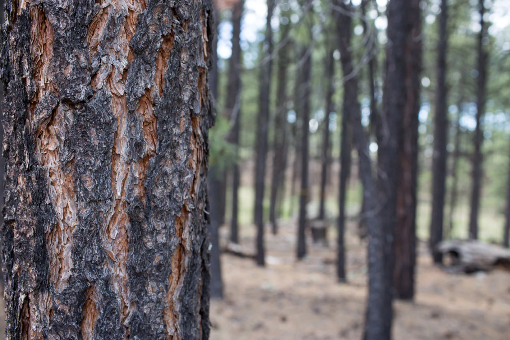 17Aug_Cajete_fieldtour_1405.jpg