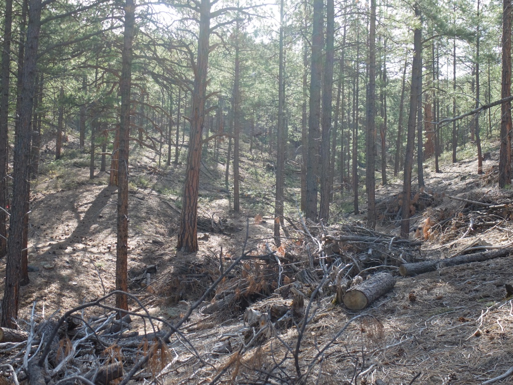 Fuel on the ground awaiting treatment in the Fireshed.