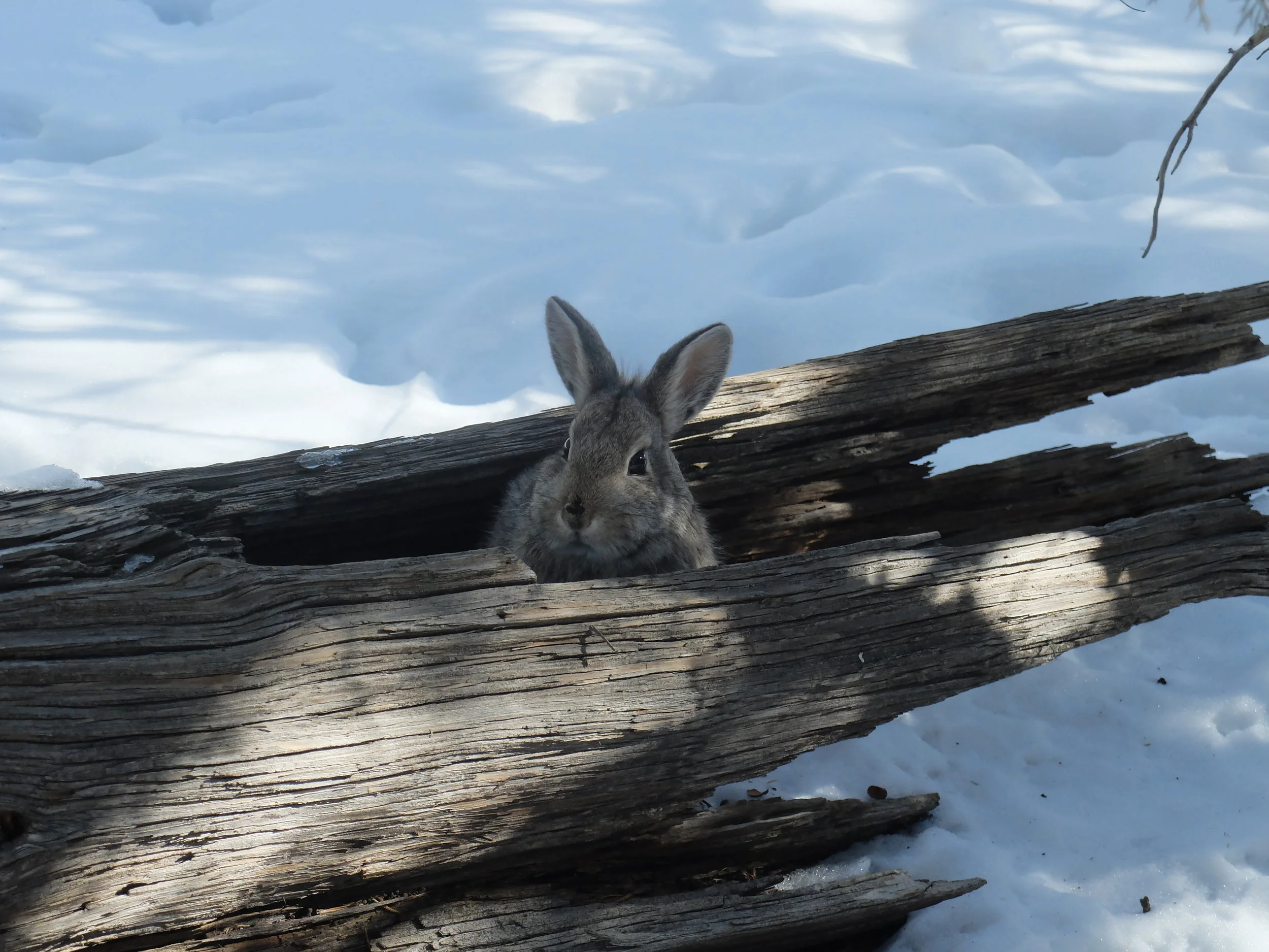 A rabbit pokes her head out of a downed log in a treatment area. Downed wood and fire scarred trees provide excellent habitat for many small woodland creatures.