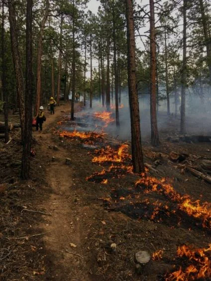 Crews keep an eye on low-level flames burning through duff on the Pacheco Canyon prescribed burn, part of the Greater Santa Fe Fireshed project area. USDA Forest Service photo by Jon Boe.