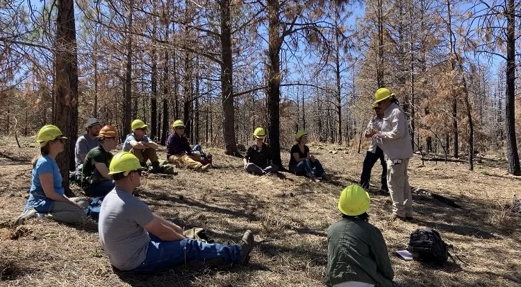 A group of a dozen people wearing hardhats sit under a canopy of red-needled pine in a burn scar