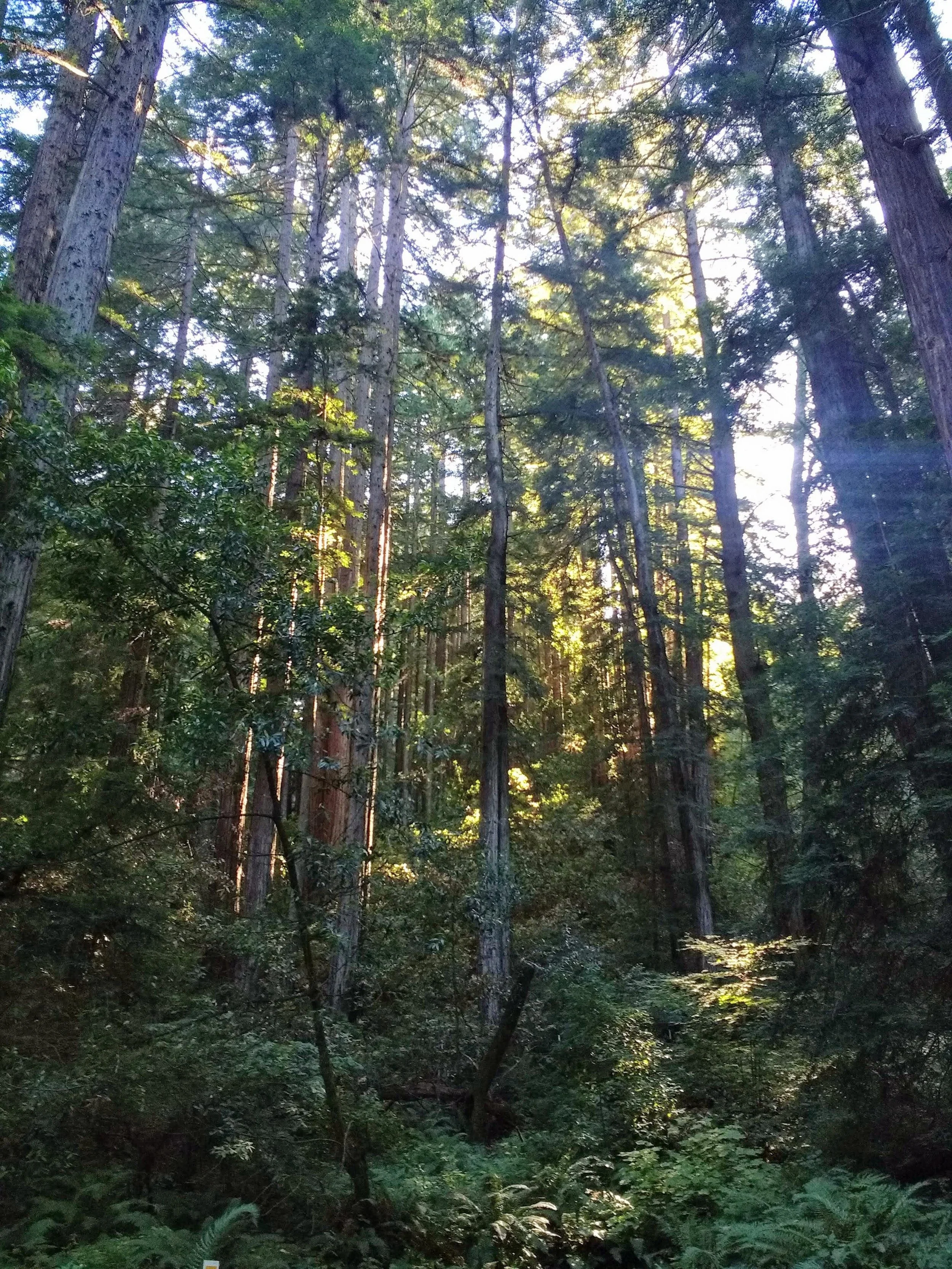 Wildfire Wednesdays #131: Old Growth Forest