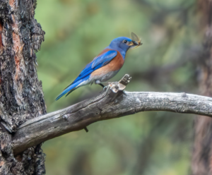 Foresters for the Birds: Webinar tomorrow, May 14!