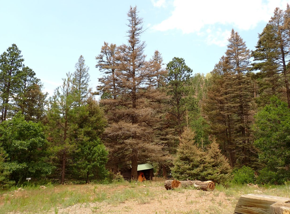 Forest Health, Pests, Disease, and Fire: A Primer on the Current Tussock Fir Outbreak