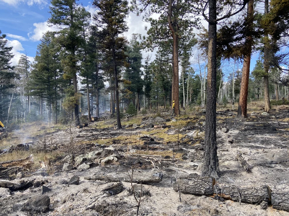 Post fire mixed conifer.JPG