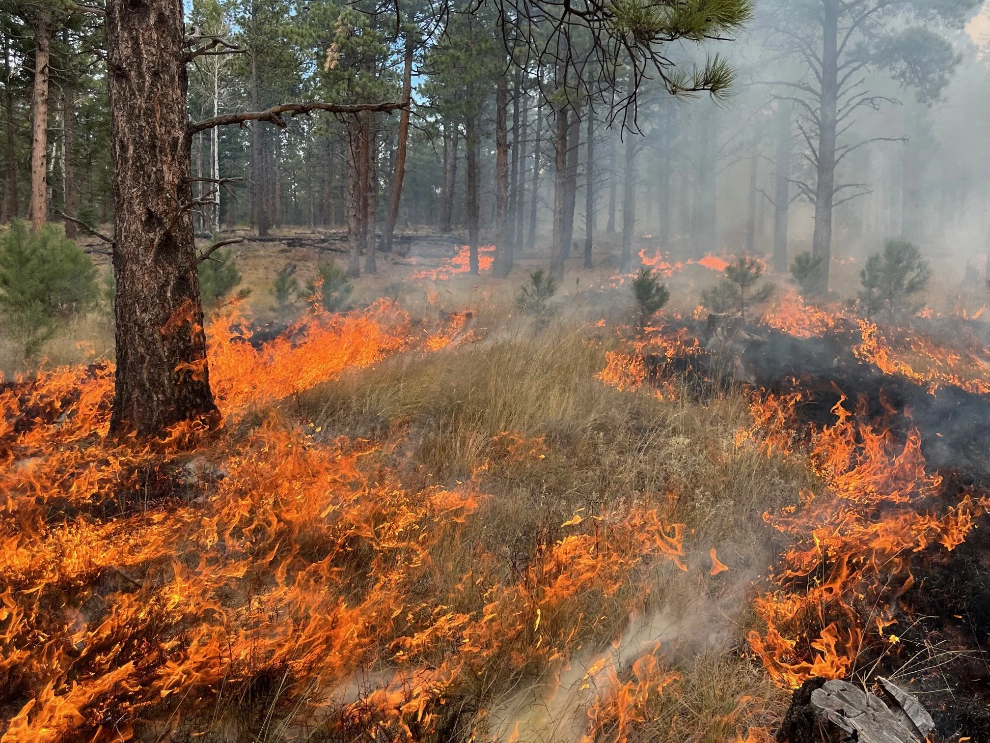 Day 2 ignitions_Westerly Unit.jpg