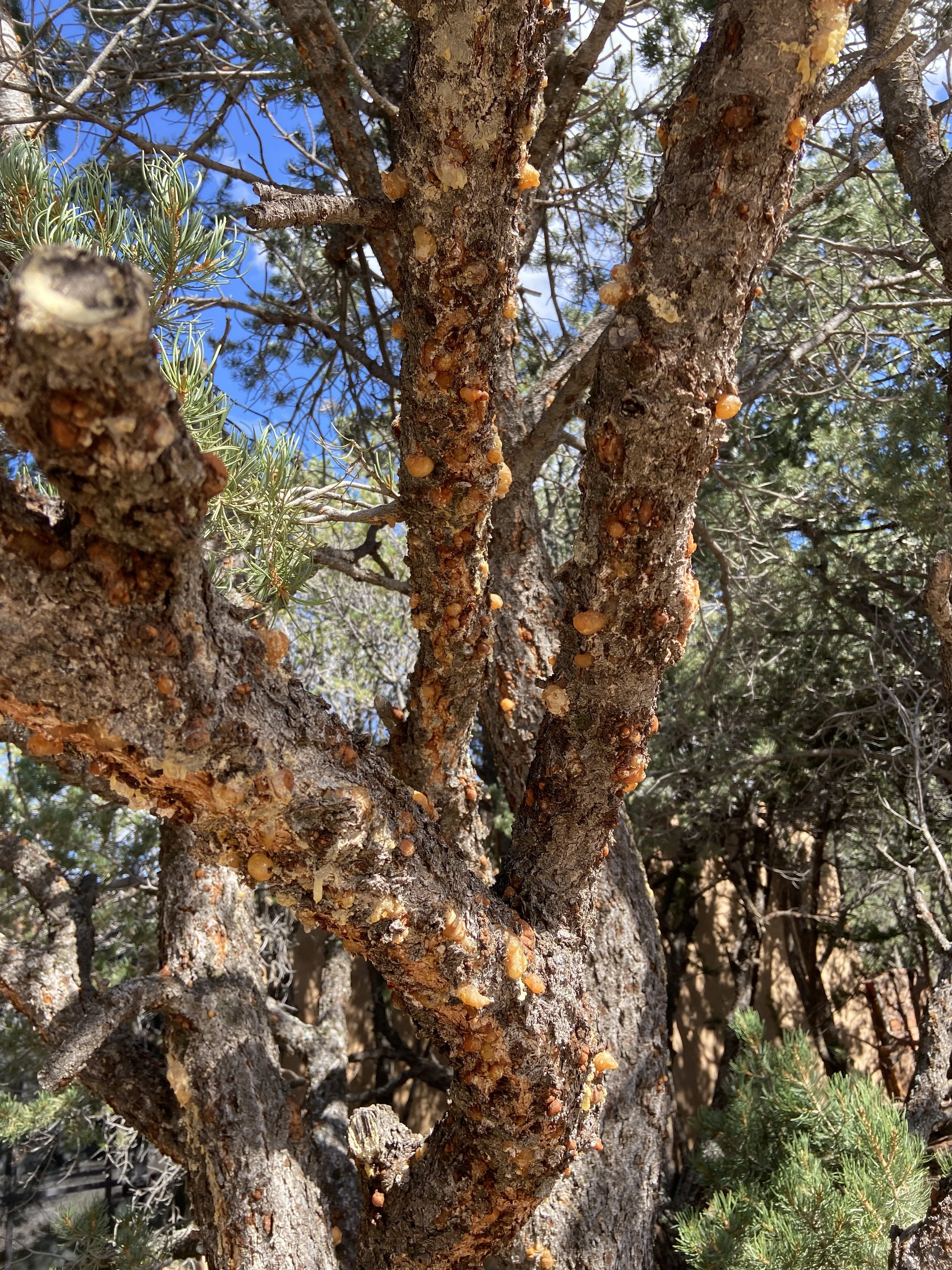 Pinyon-Juniper Care Workshop with Athena Beshur