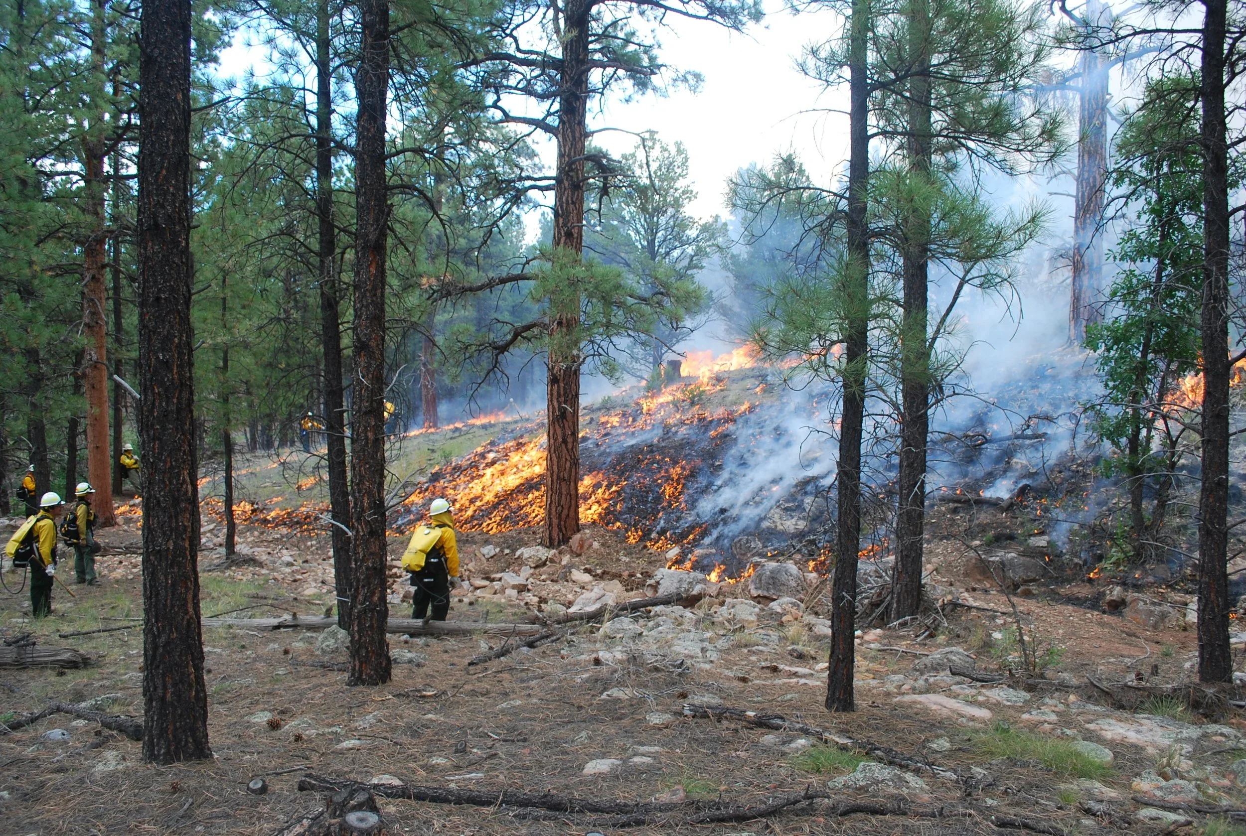 Fire Friday #194: Factors That Influence Prescribed Fire Decision Making