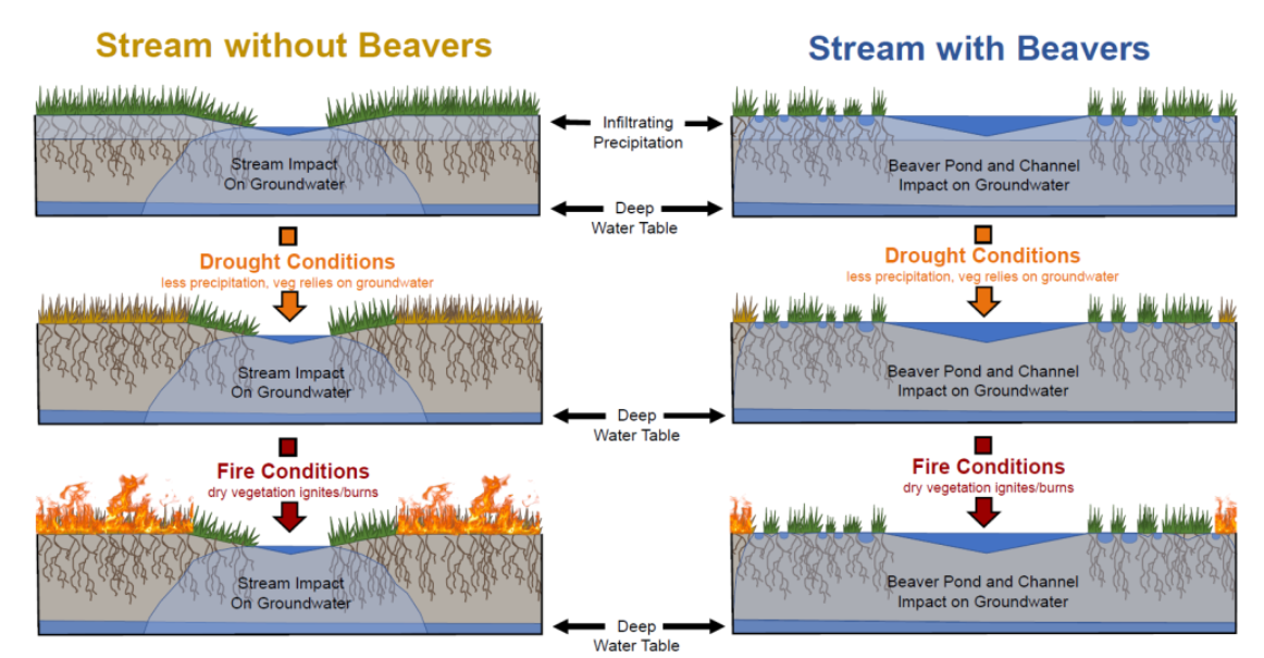 Figure from Fairfax, E. and Whittle, A. (2020), Smokey the Beaver: beaver‐dammed riparian corridors stay green during wildfire throughout the western USA.