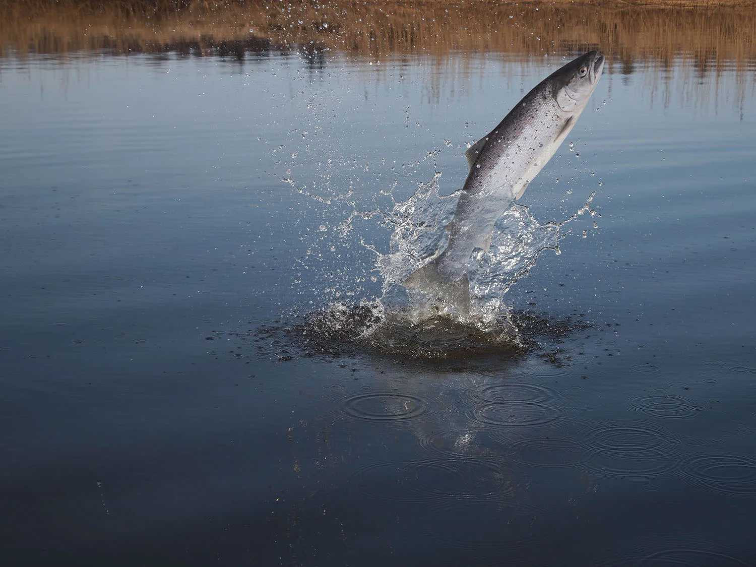 AdobeStock_39674328 (1).jpeg