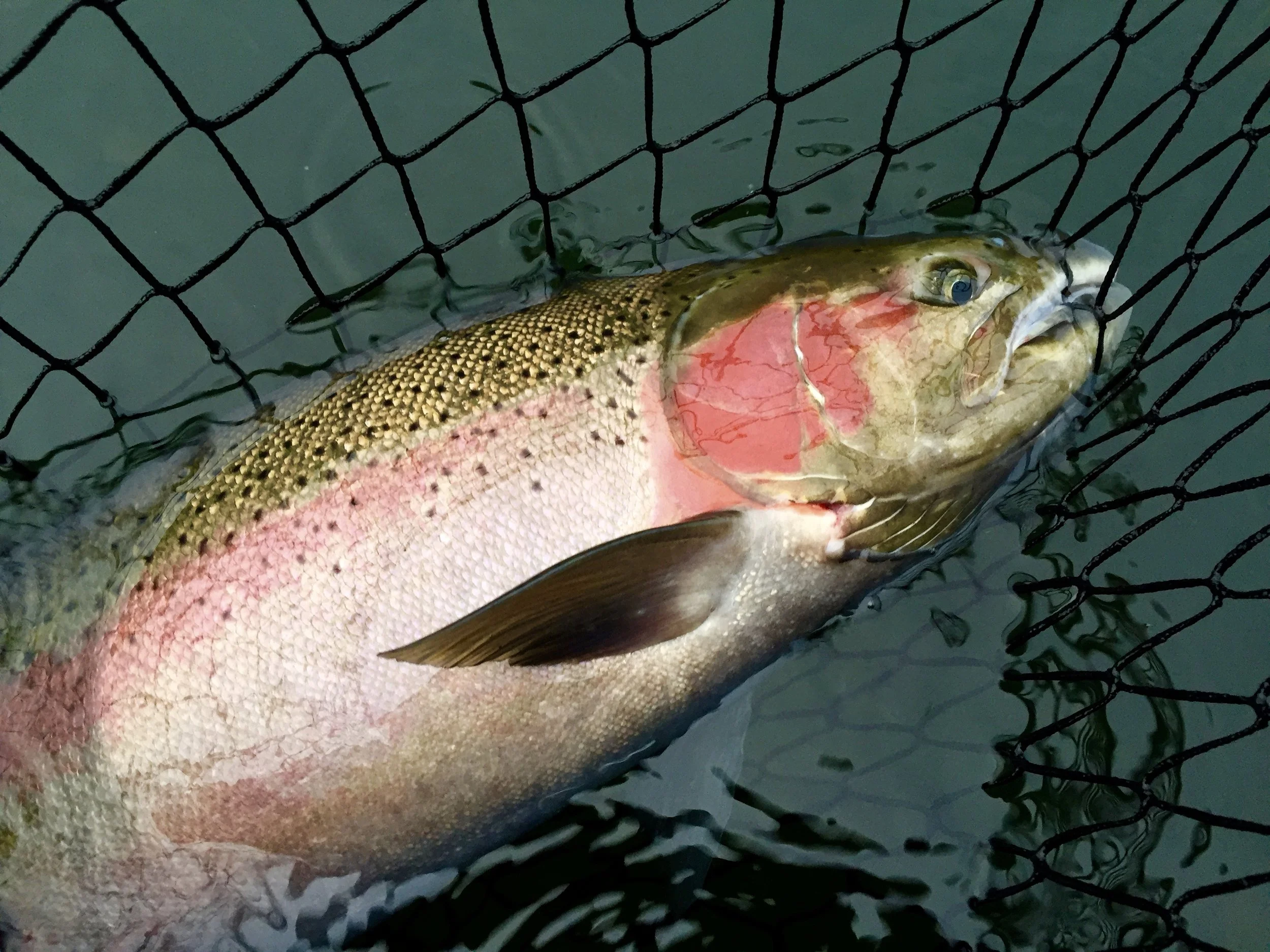 Sacramento River fall salmon season fishing report.