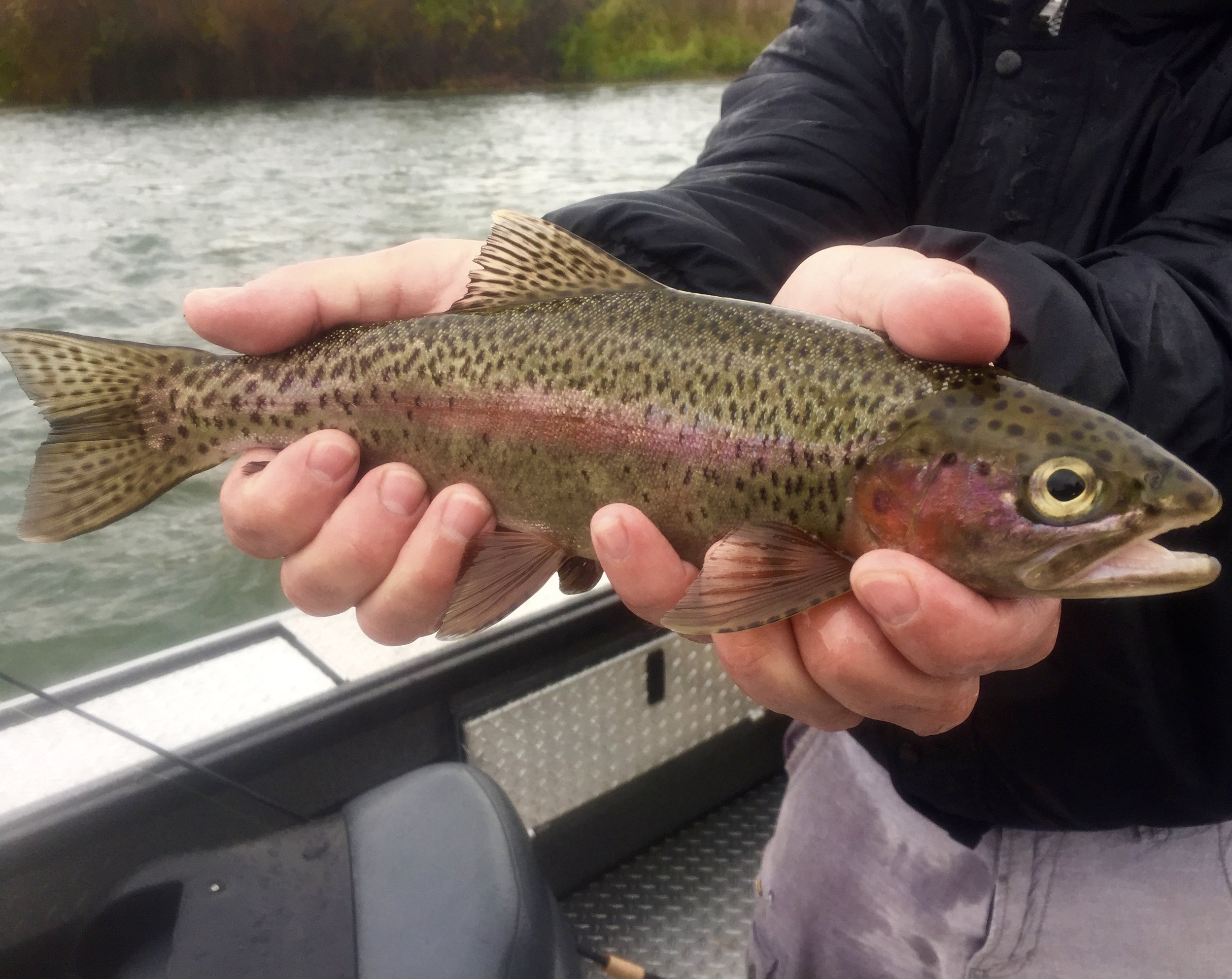 Wild Sacramento River rainbow trout.