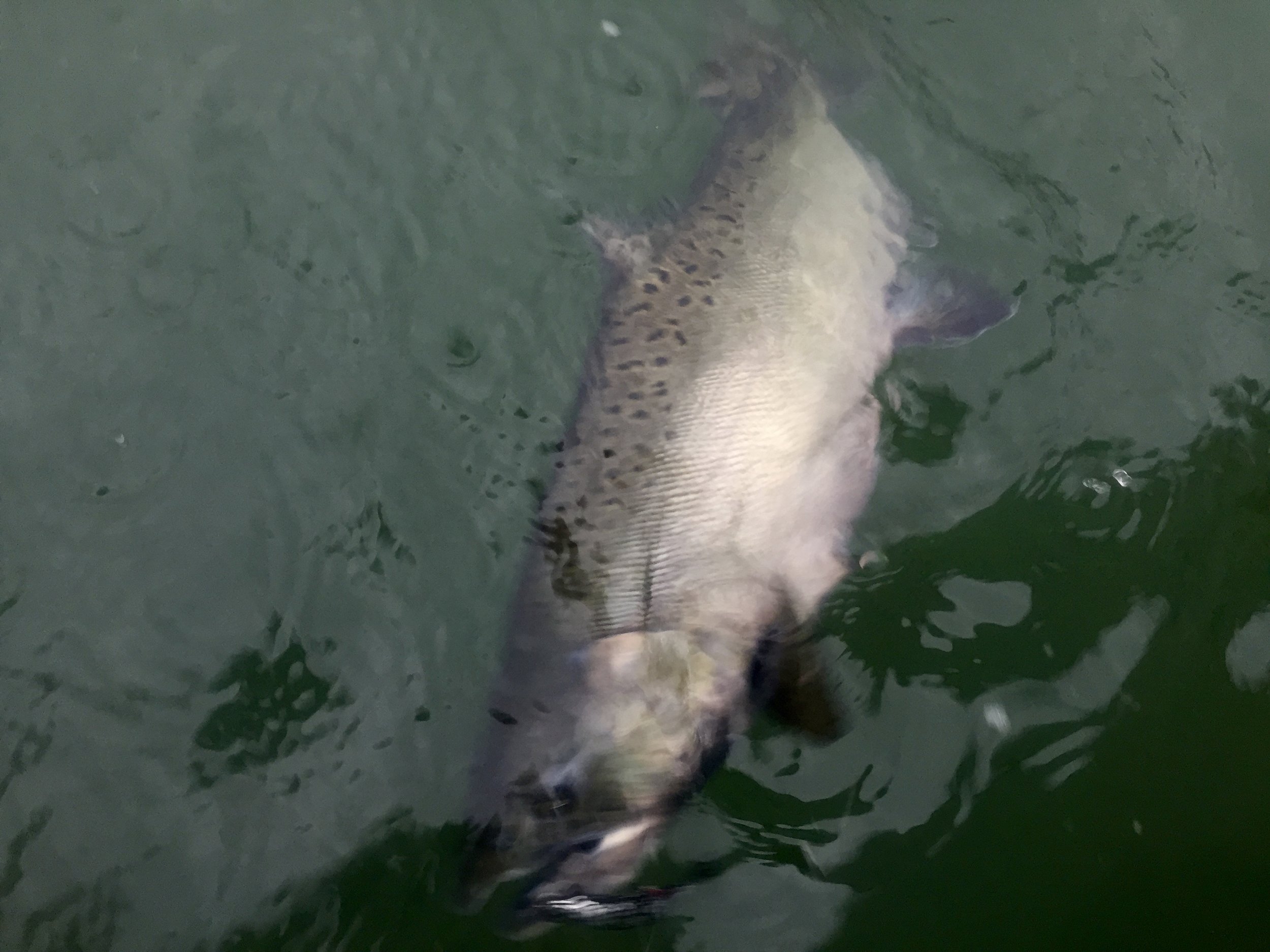 Sacramento River "late fall" King salmon.