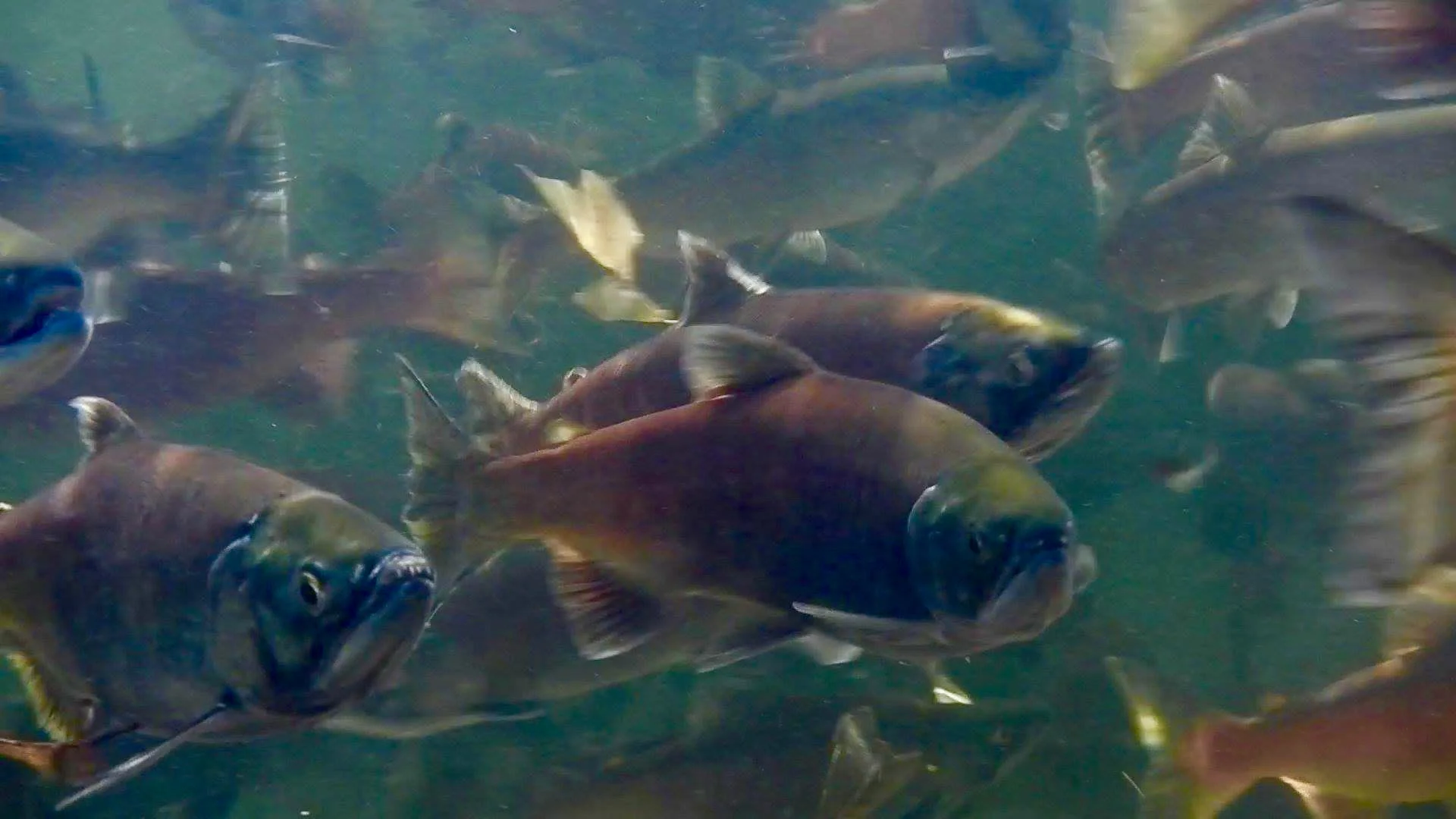 Whiskeytown Lake Kokanee spawn in huge numbers!