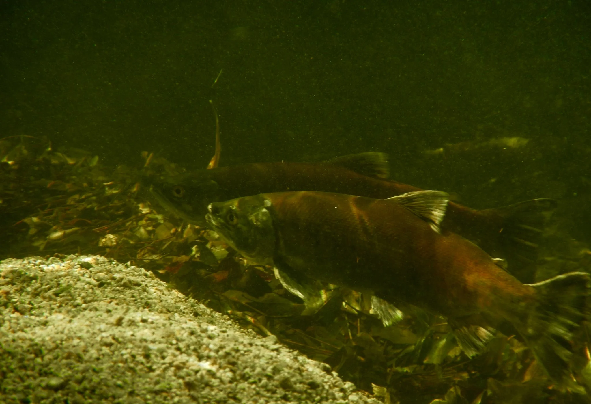 Whiskeytown Lake Kokanee spawning in Brandy Creek in November 2016.