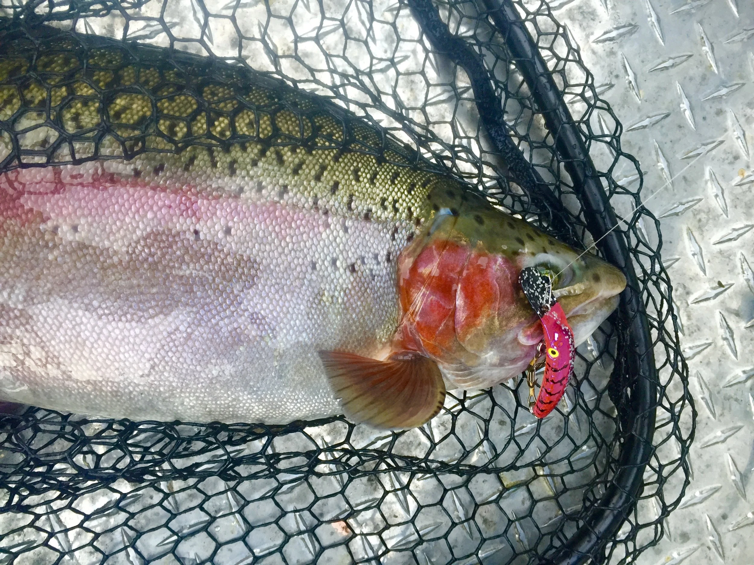 Sacramento River steelhead fishing report 12/8/16
