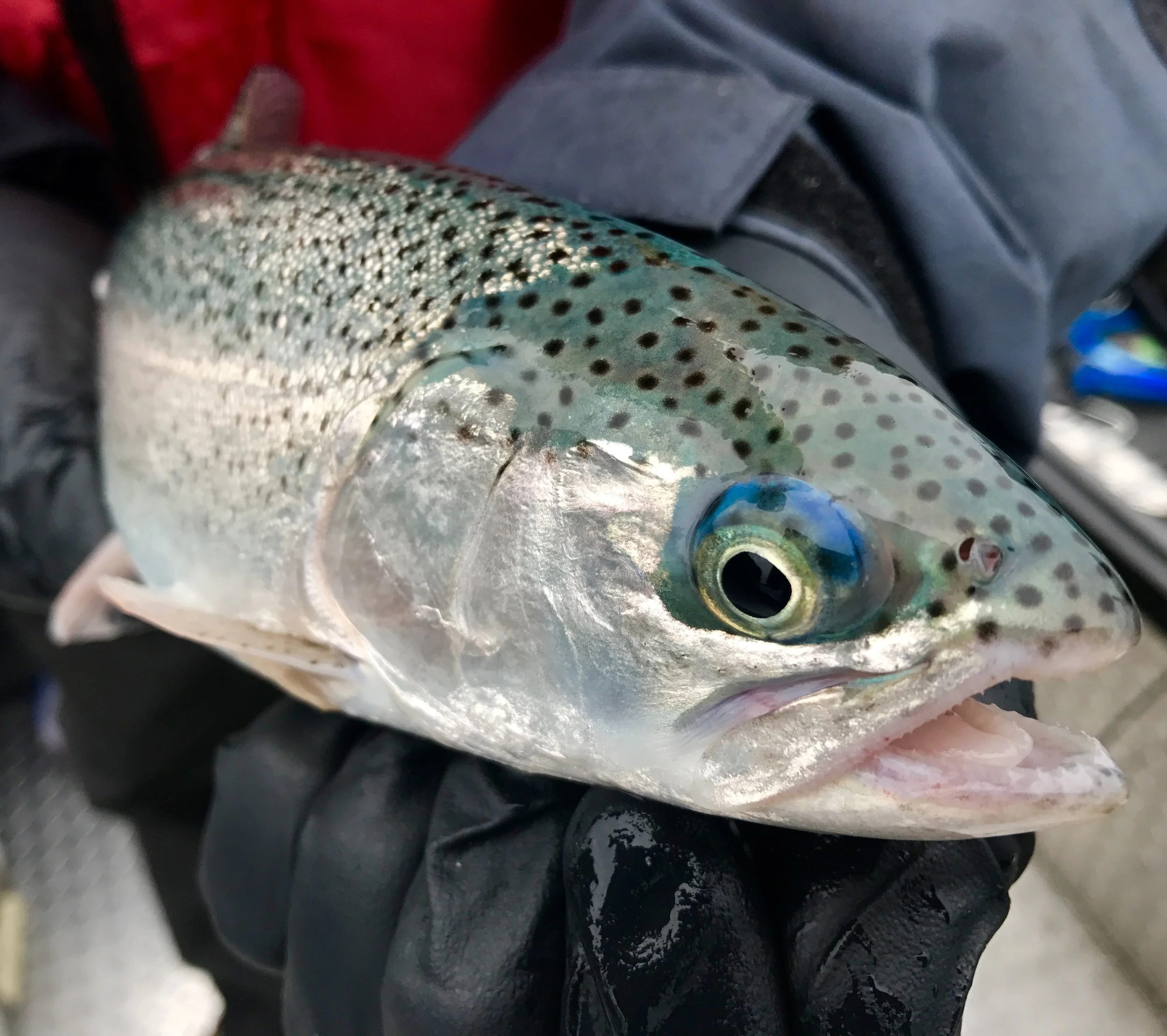 Shasta Lake trout fishing report 1/19