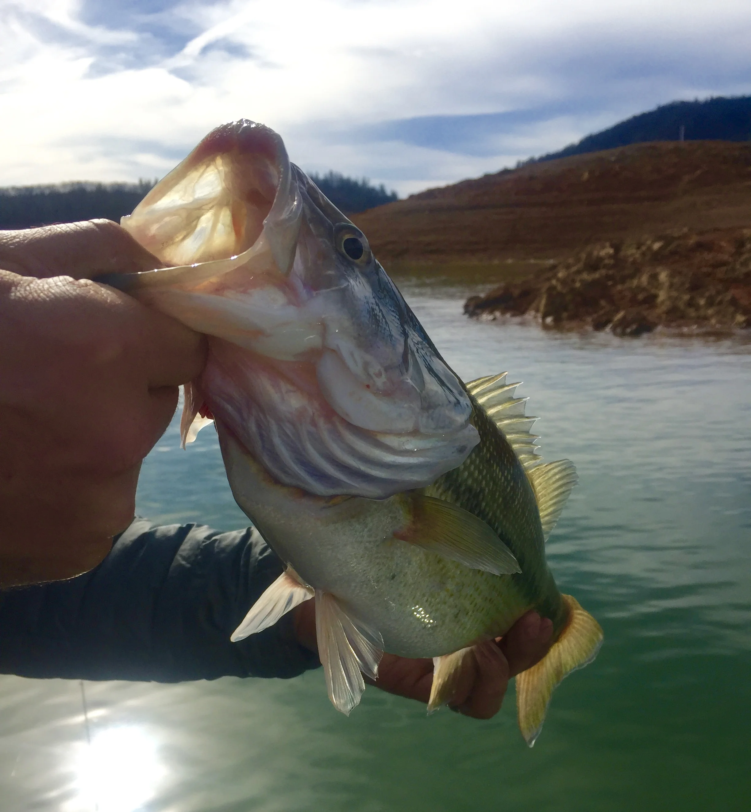 Shasta Lake fishing report 2/25