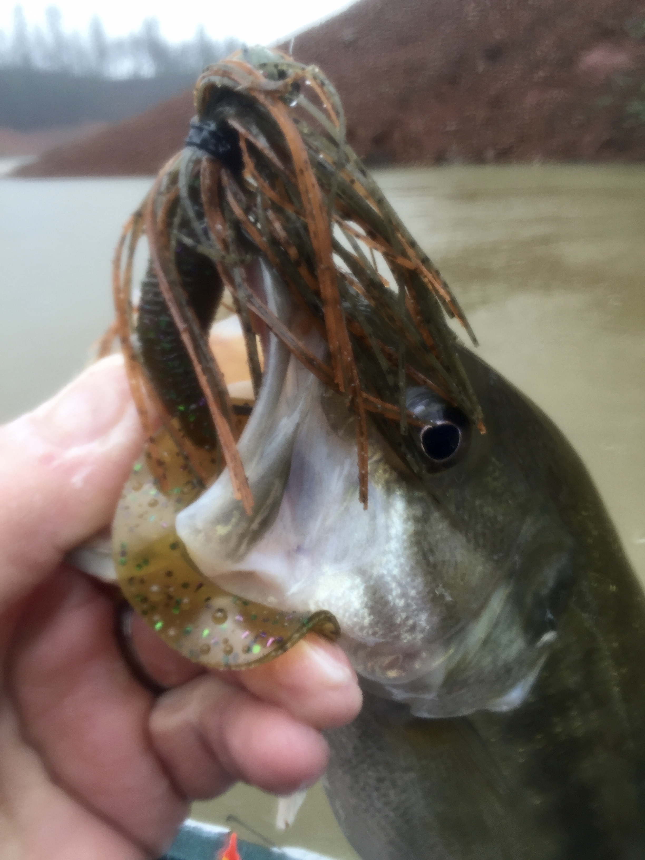 Spider grubs are a great bait during dirty water conditions on Shasta Lake.