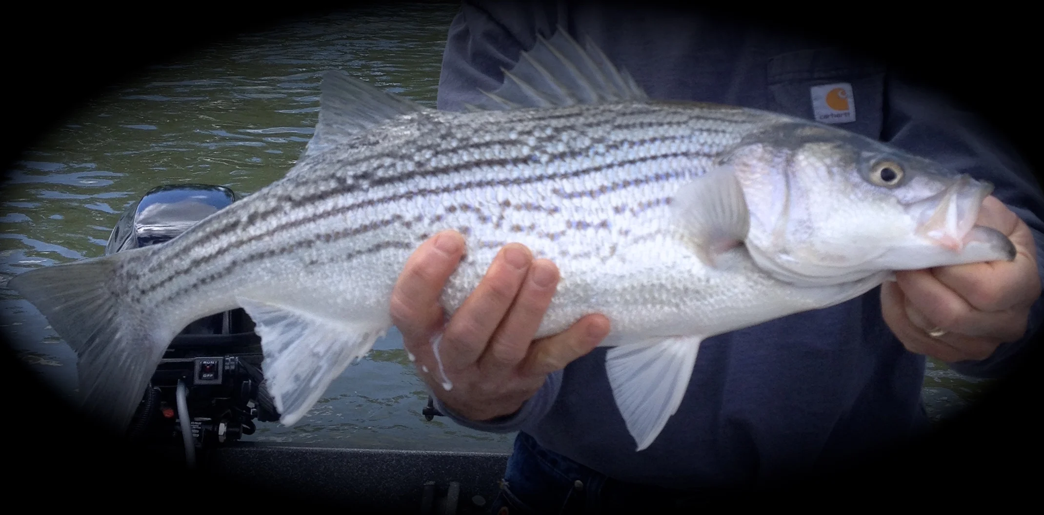 1st Annual Northern California Guides & Sportsmans Association 2017 Striper derby