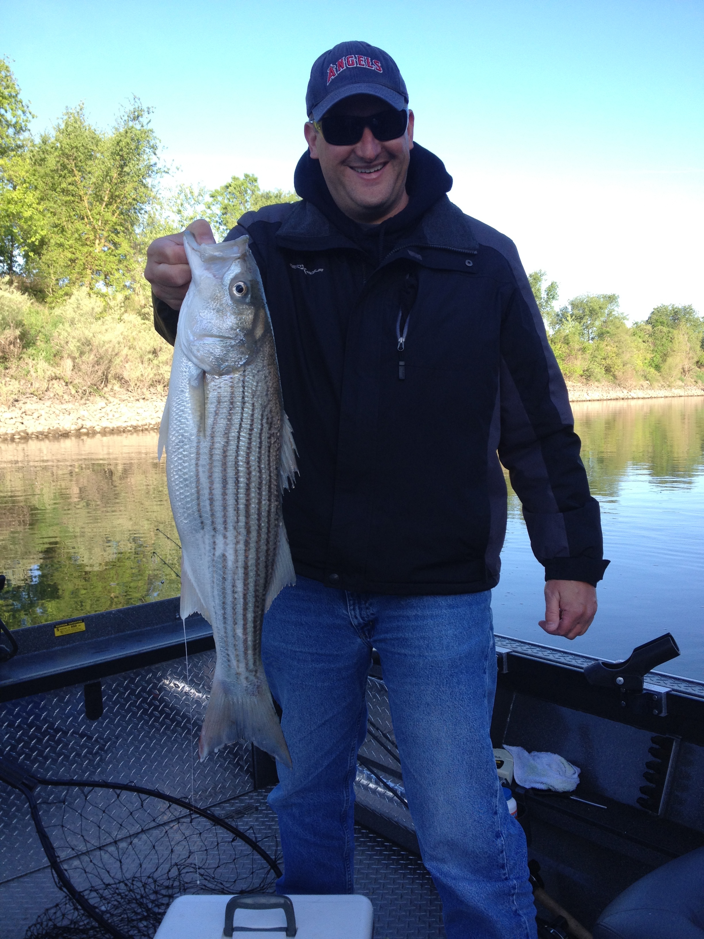 Sacramento River Striped bass.