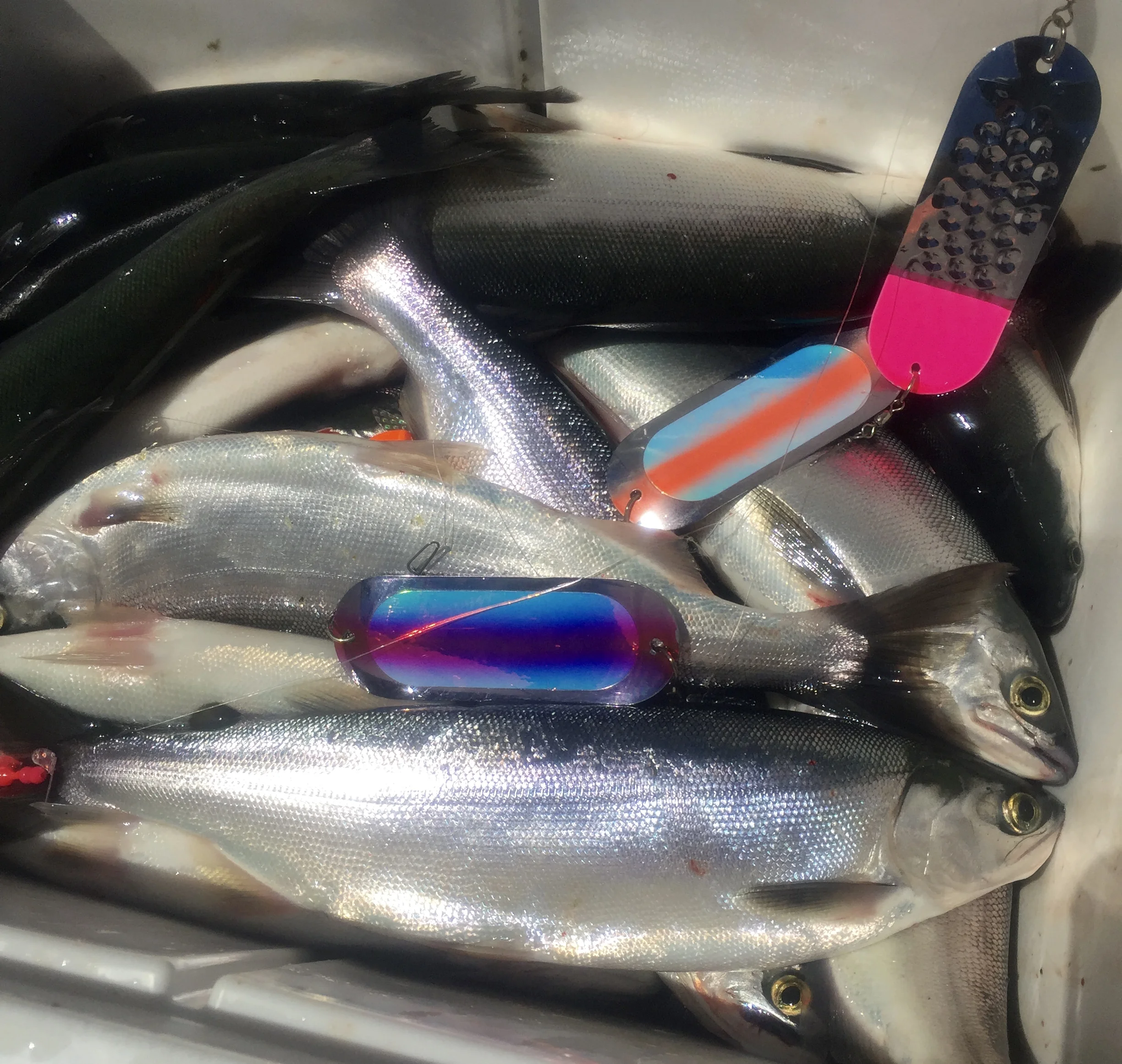 Cooler full of Whiskeytown Lake Kokanee salmon.