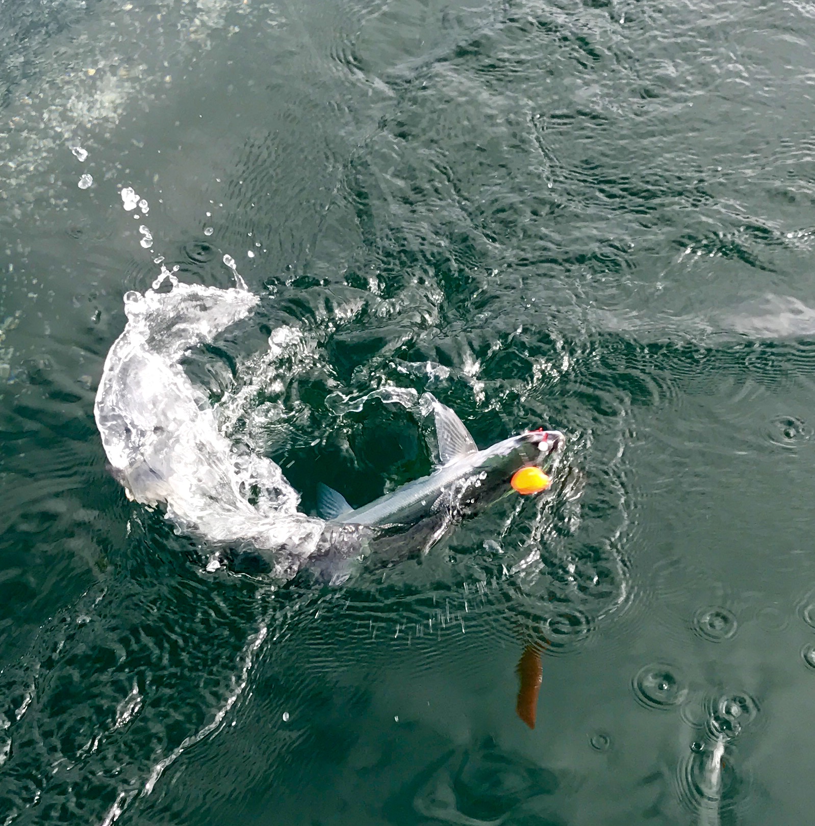 Kokanee salmon!
