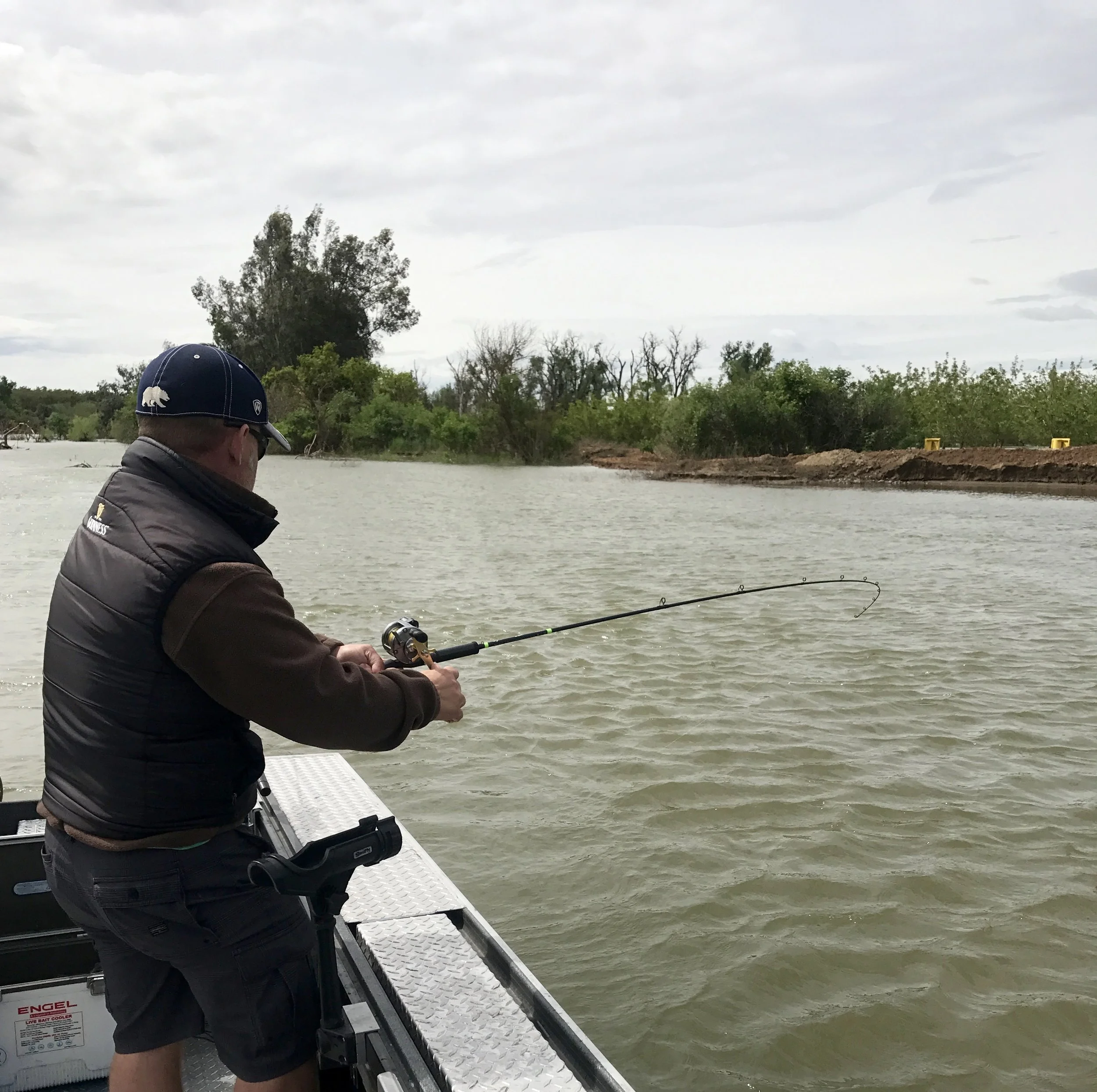 Fishing on the edges of the river near slower moving water is key to catching Striped bass in high water.